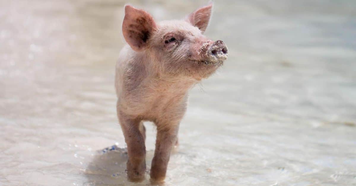 baby pink pig standing in some water