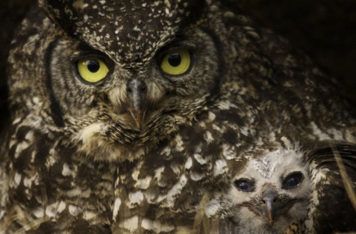 baby white and grey owl with a black and white adult owl