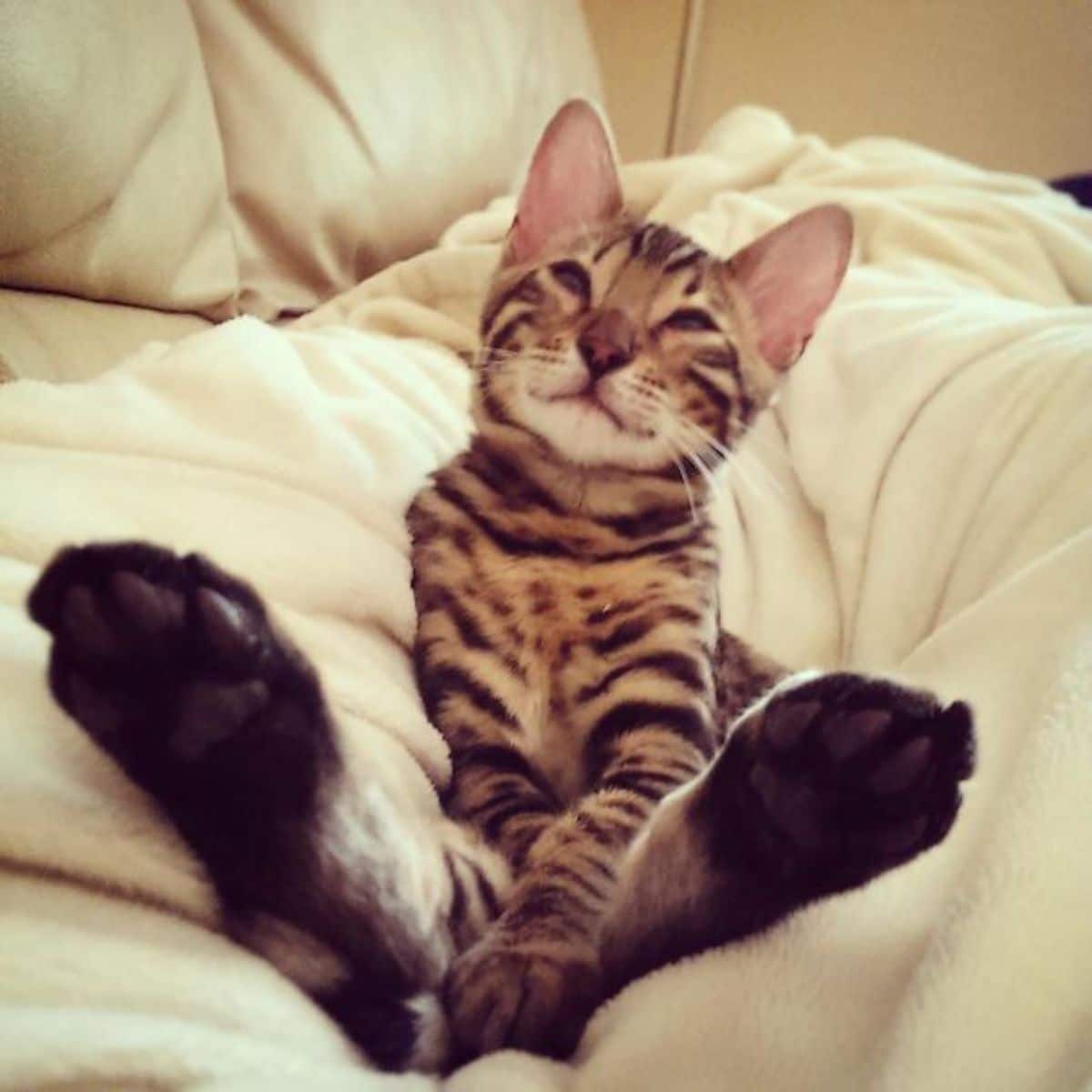 bengal cat sitting on its haunches on a white bed with the eyes half closed
