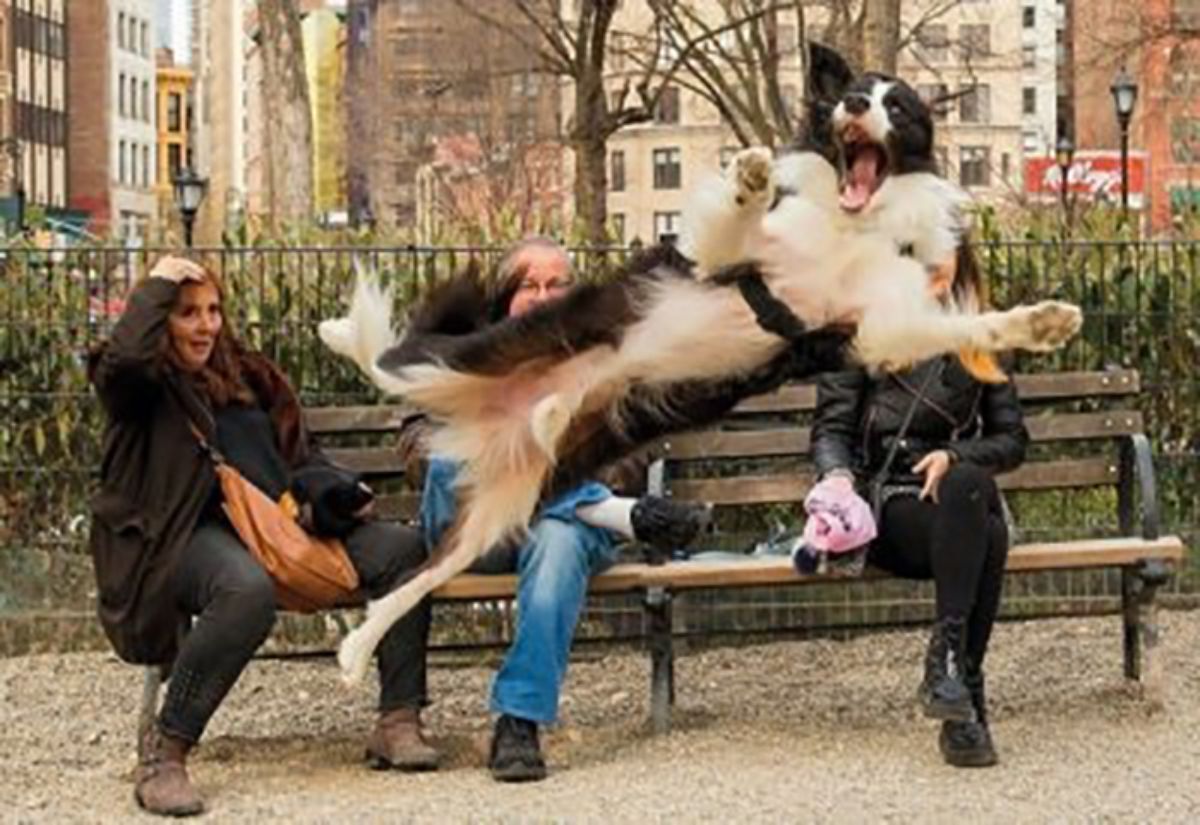 big black and white caught jumping in mid air in front of 3 people sitting on a park bench