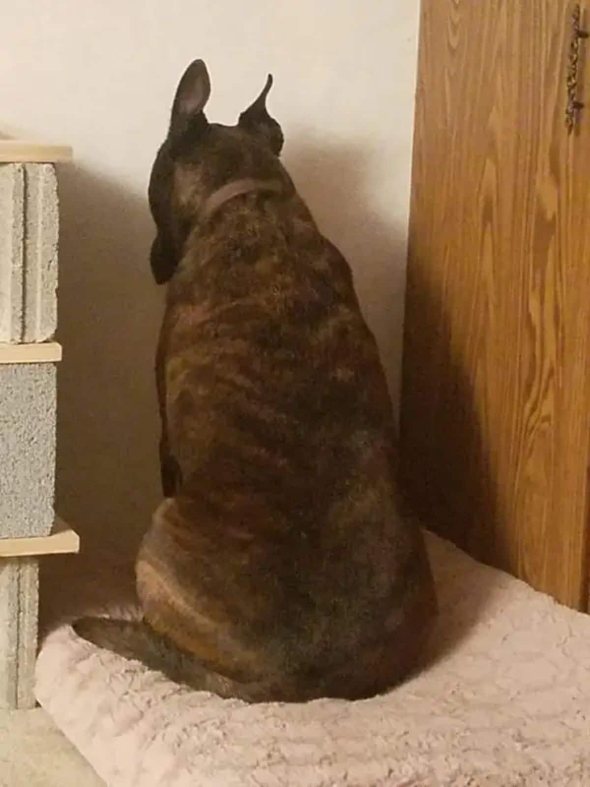 black and brown brindle dog sitting on a beige dog bed and sitting facing the wall