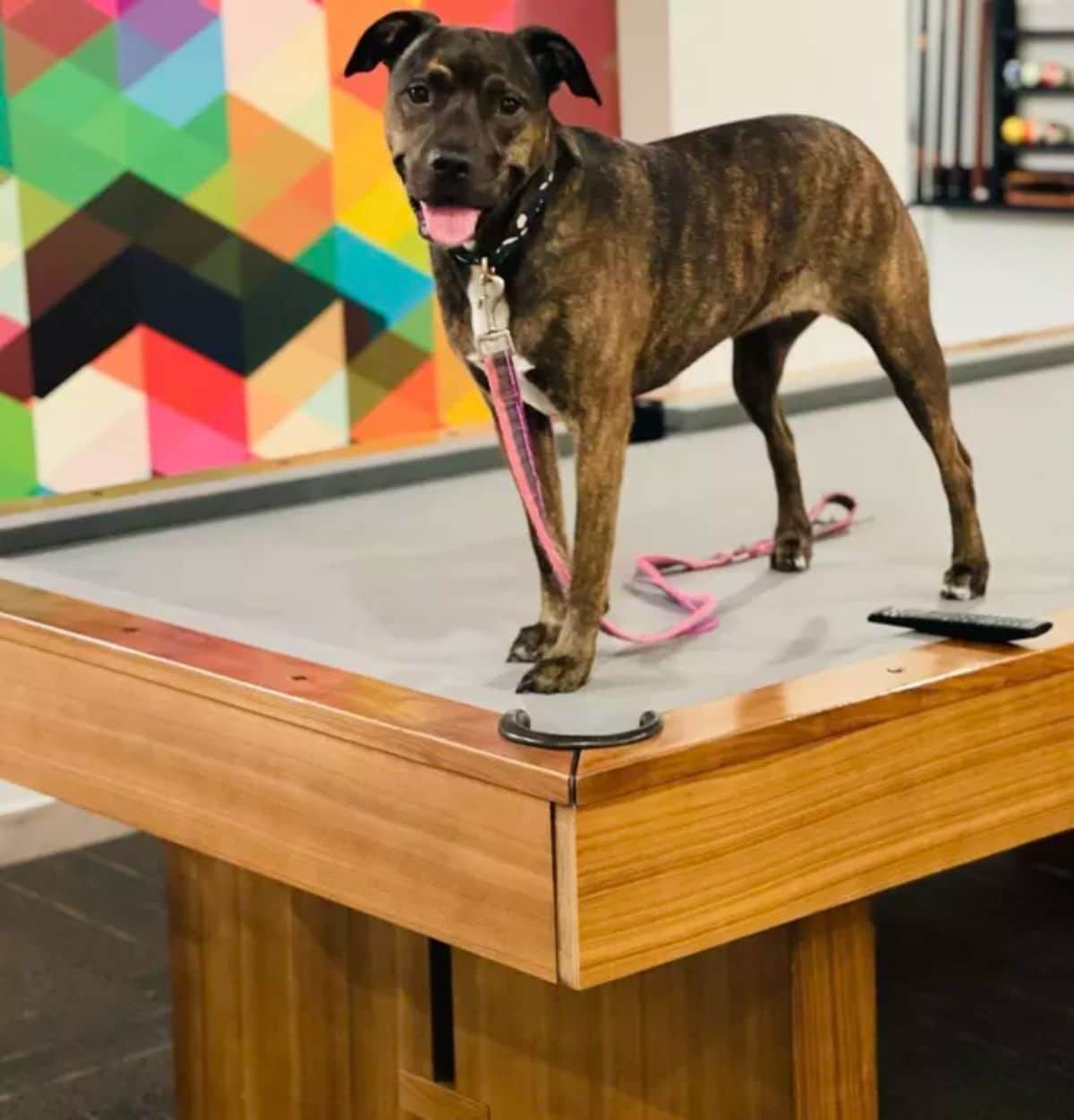 black and brown brindle dog standing on a grey pool table