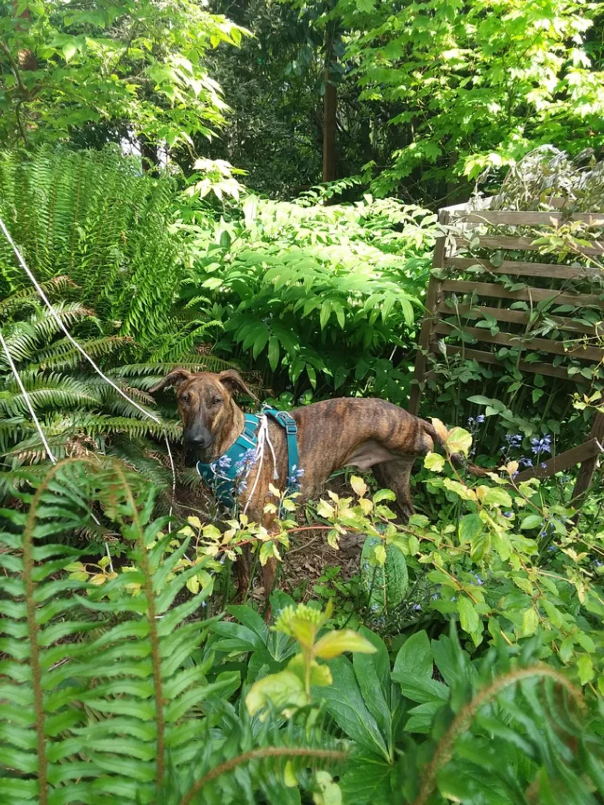 black and brown brindle dog with one back leg missing standing in a garden
