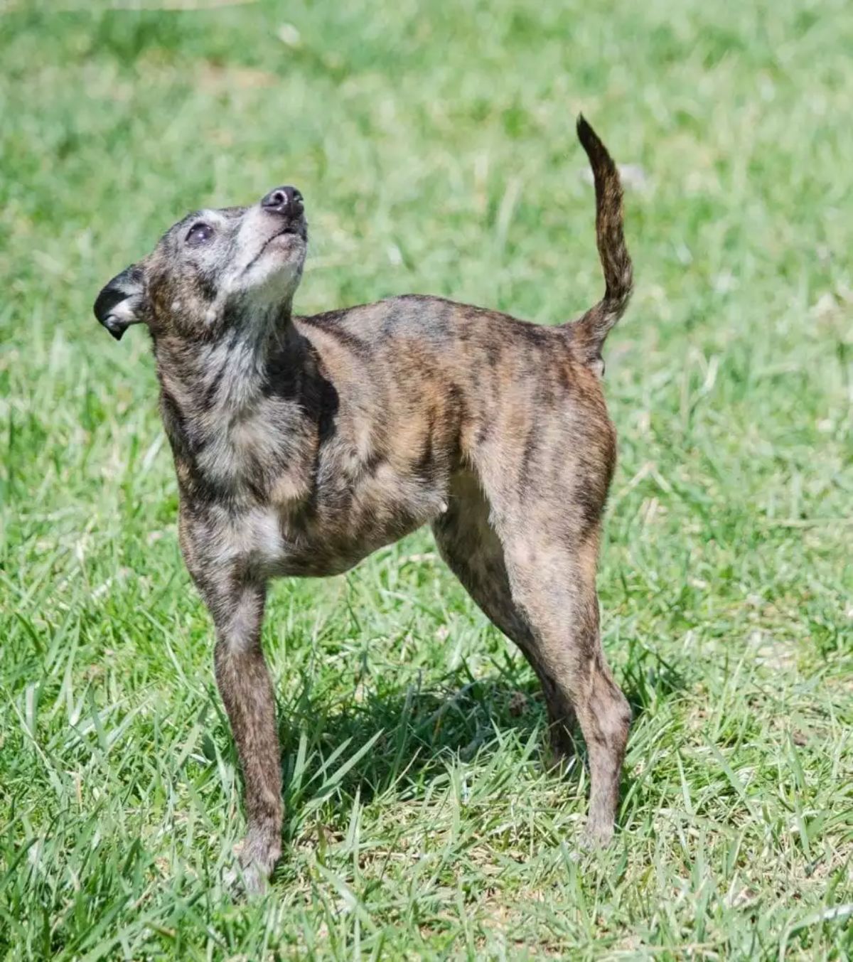 black and brown brindle three-legged dog standing on grass