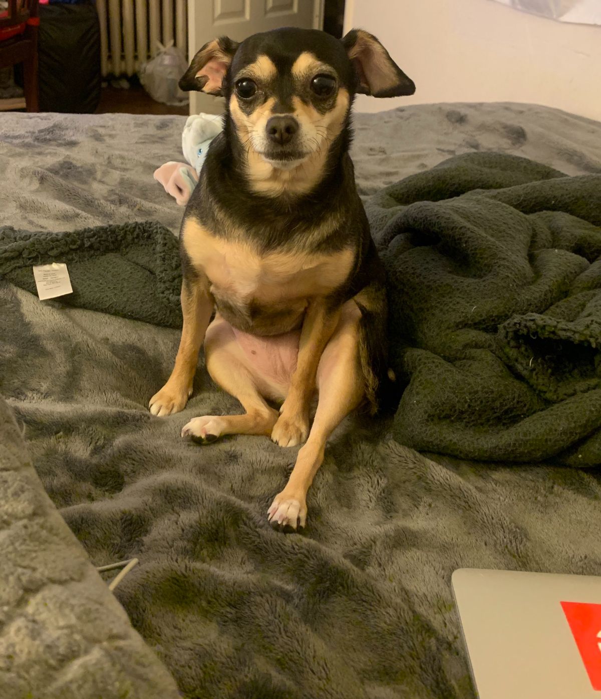 black and brown chihuahua sitting on its haunches on a green blanket on a grey bed