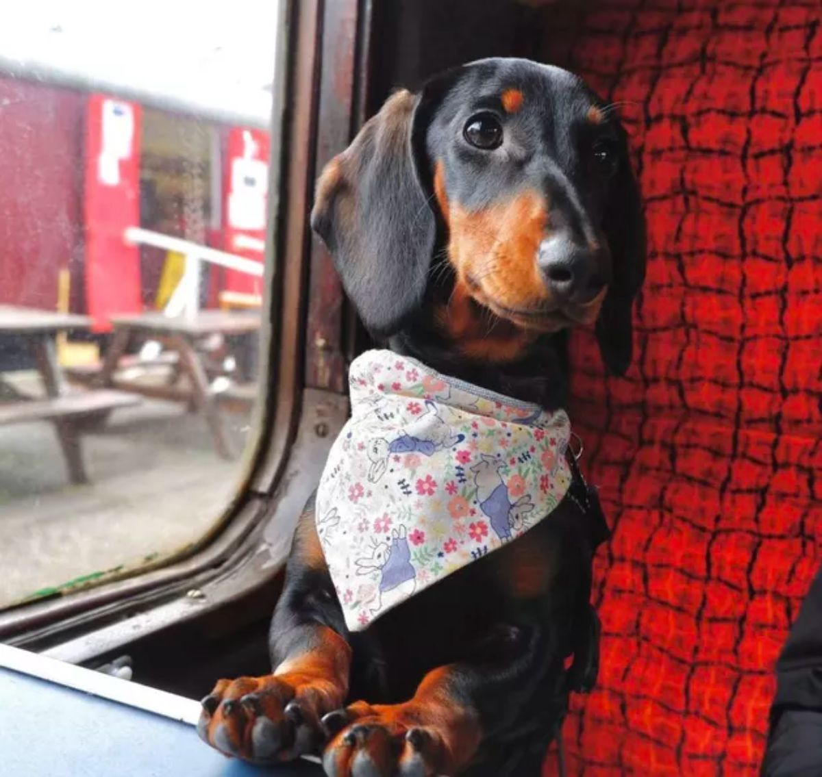 black and brown dachshund wearing a colourful bunny bandana on a red and black train seat