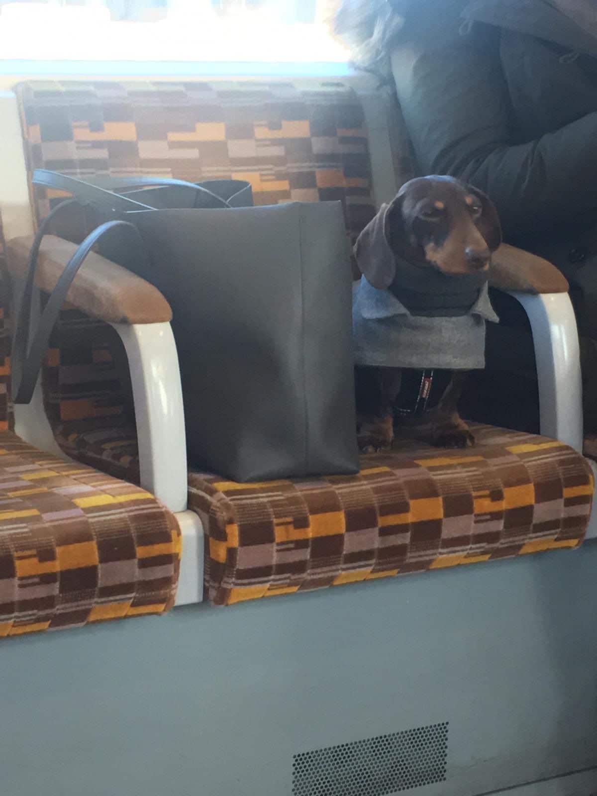 black and brown dachshund wearing a grey and black coat standing on a train seat between a handbag and a woman