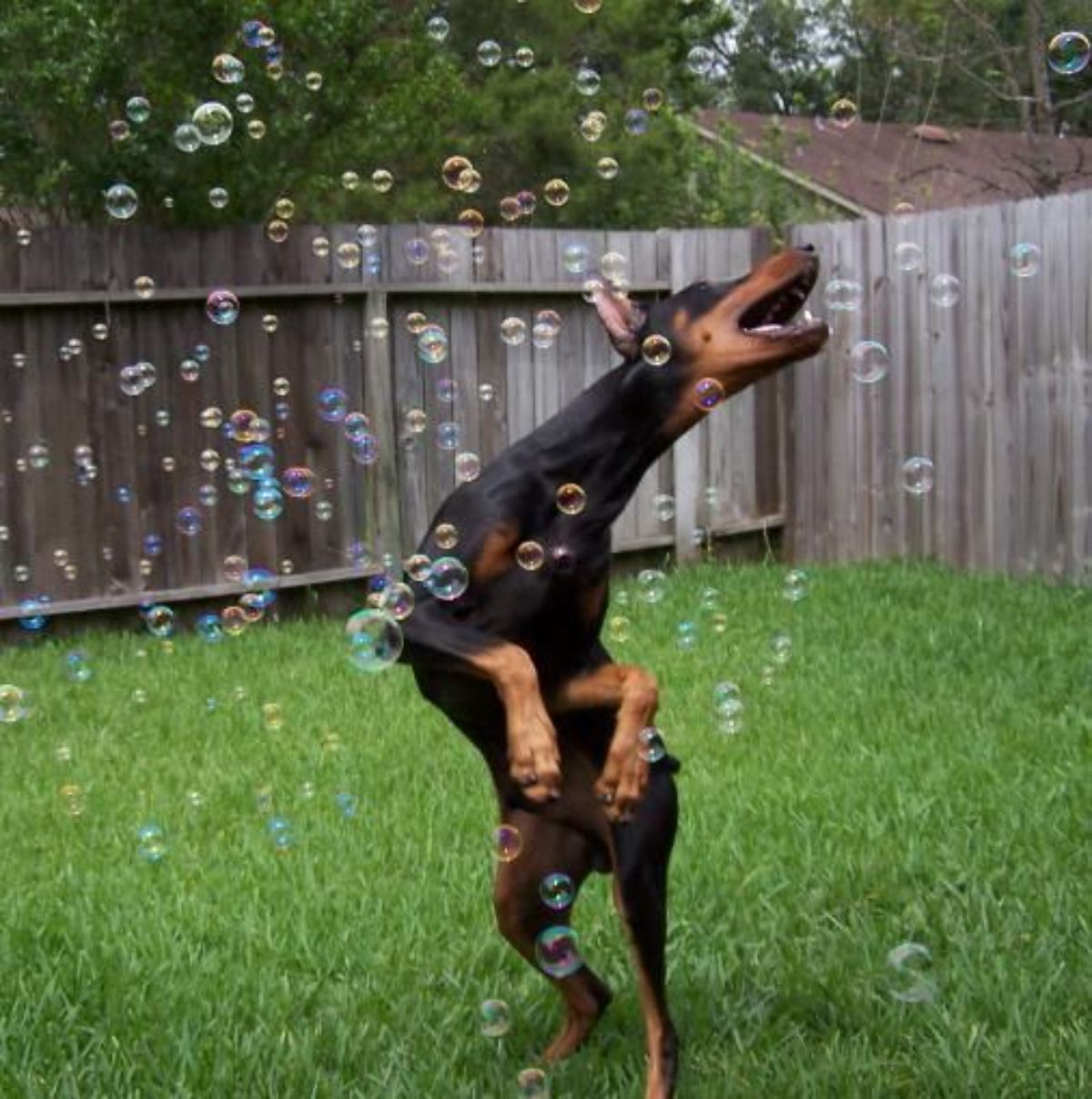 black and brown doberman jumping up to catch bubbles