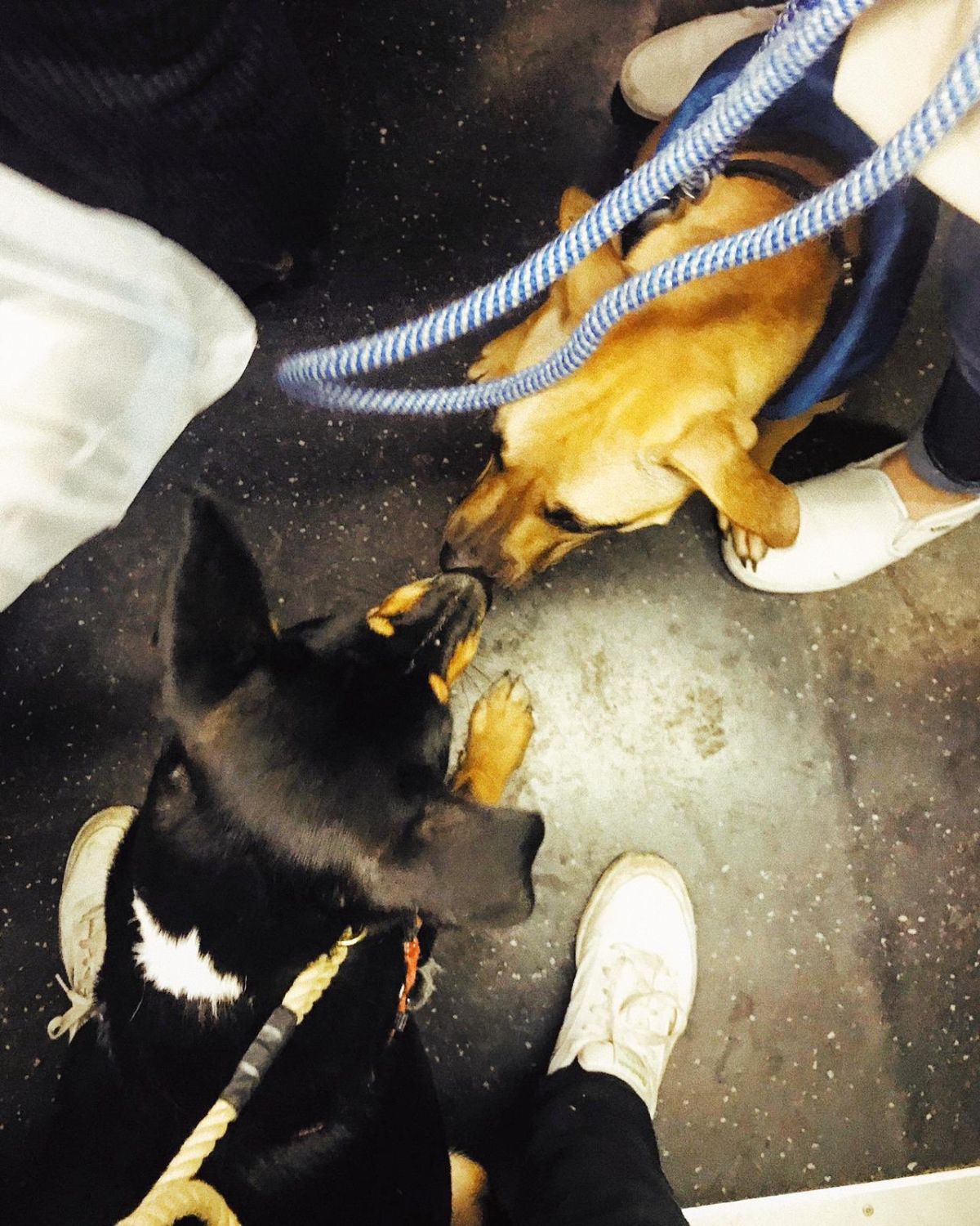 black and brown dog and brown dog on leashes touching noses with each other on a train floor