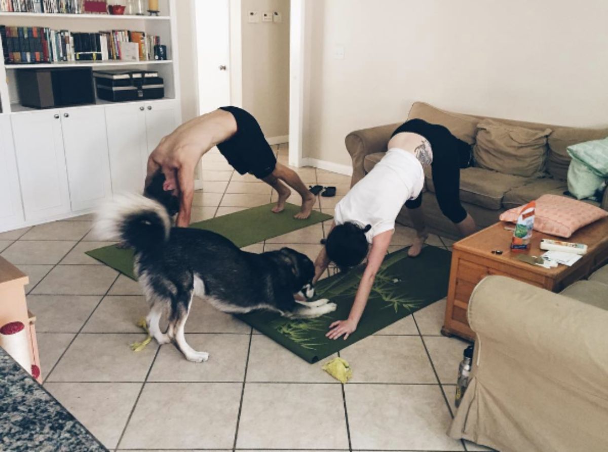 black and brown dog doing downward yoga pose opposite a woman and a man doing the same