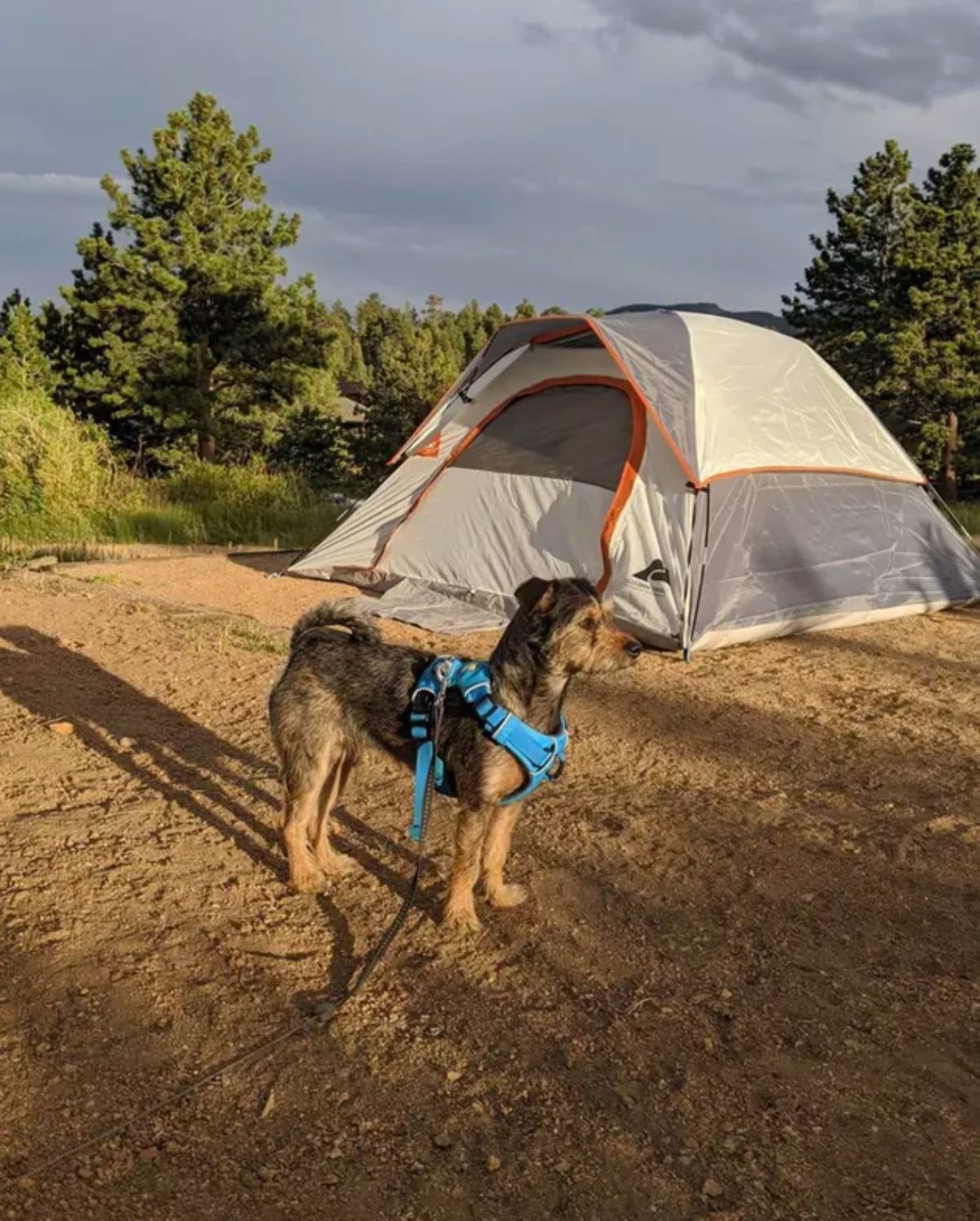 black and brown dog in a blue harness standing near a white camping tent