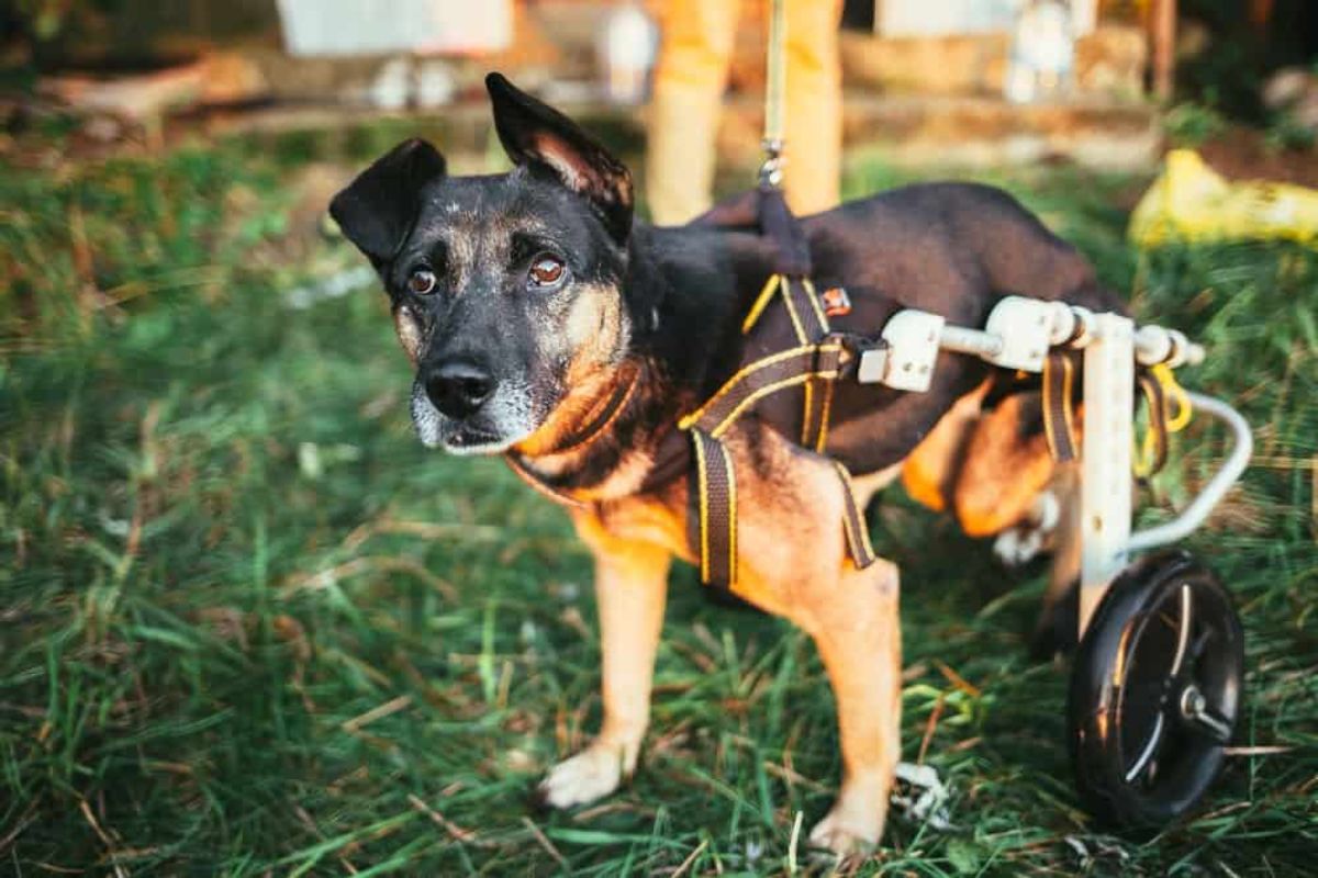 black and brown dog in a wheelchair standing on grass