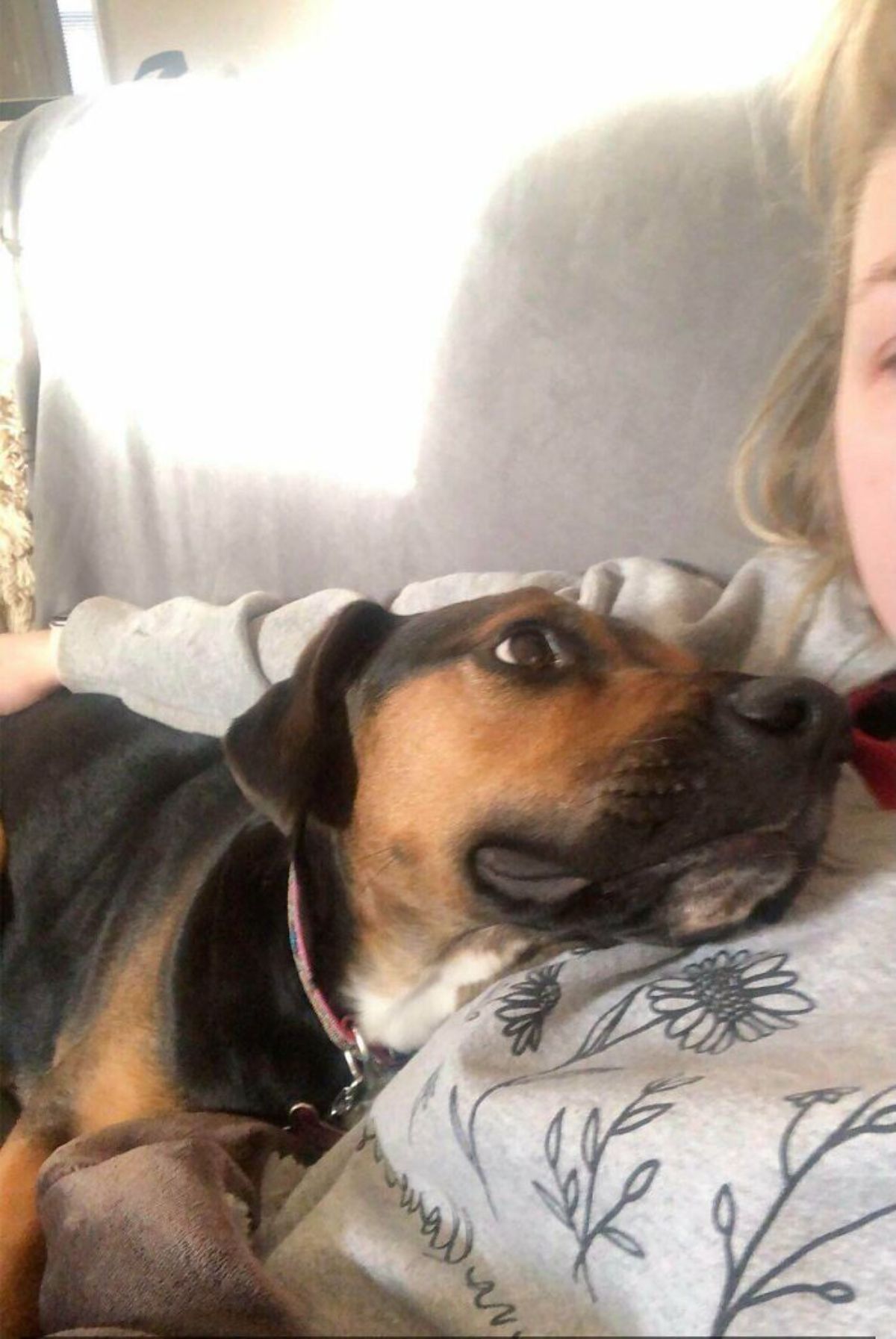 black and brown dog laying down and looking up lovingly at a person