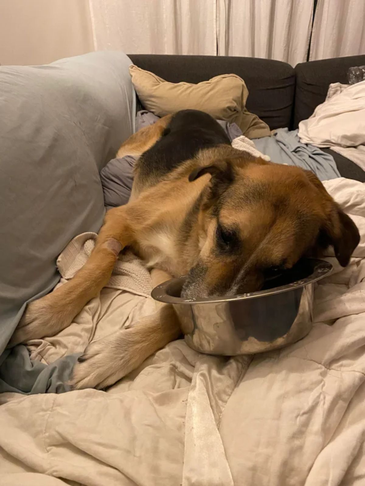 black and brown dog laying on a bed with the head partly inside a silver bowl