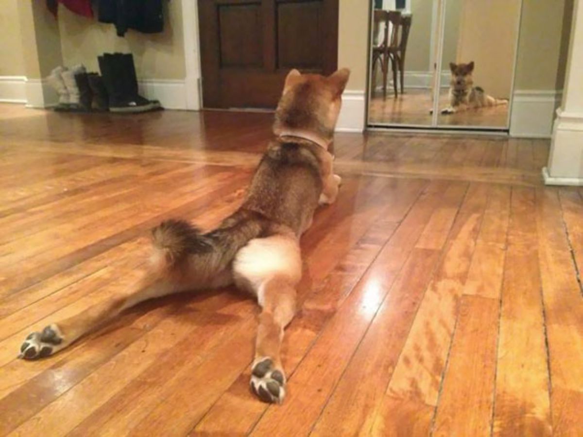 black and brown dog laying on the floor in front of a mirror and doing a cobra yoga pose