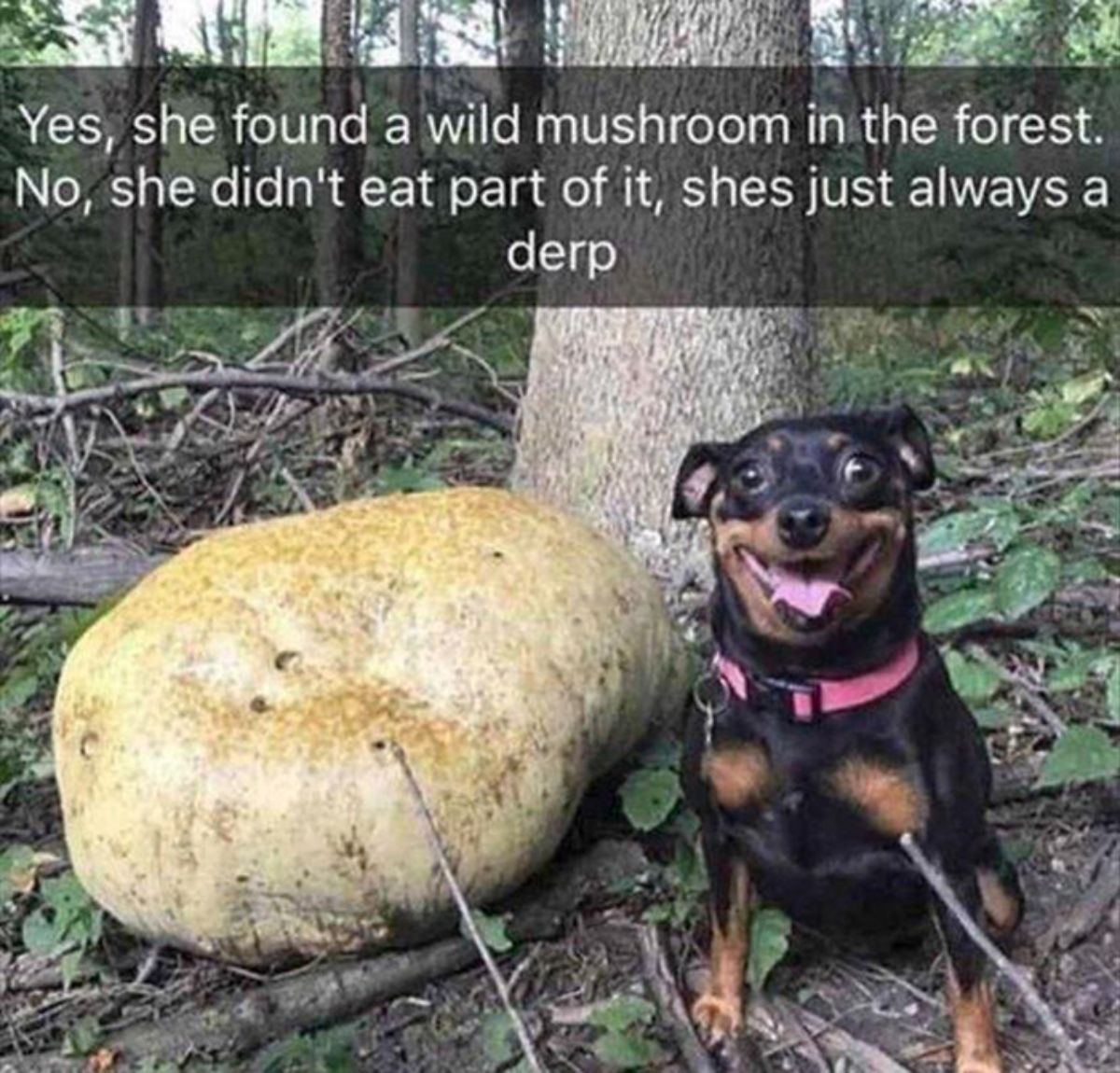 black and brown dog next to a large mushroom with the caption Yes, she found a wild mushroom in the forest. No, she didn't eat part of it, shes just always a derp