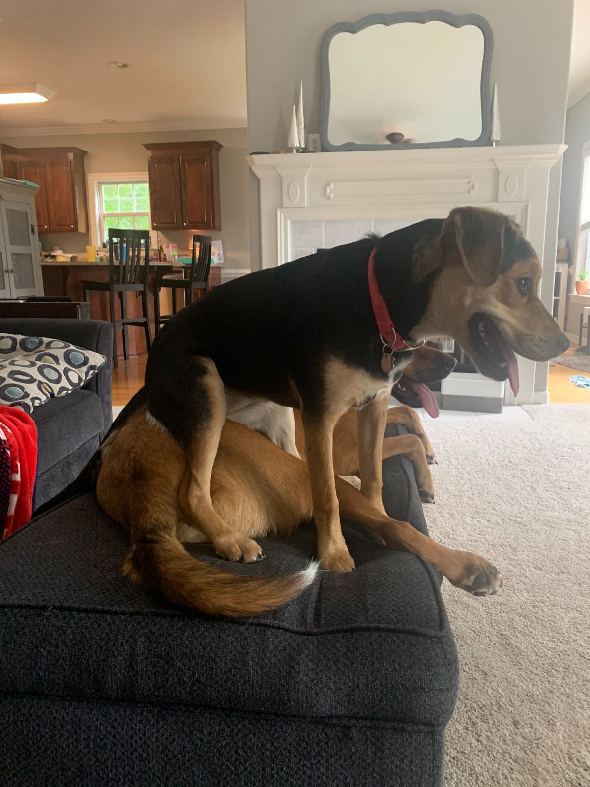 black and brown dog sitting on a brown dog laying sideways on a black long ottoman