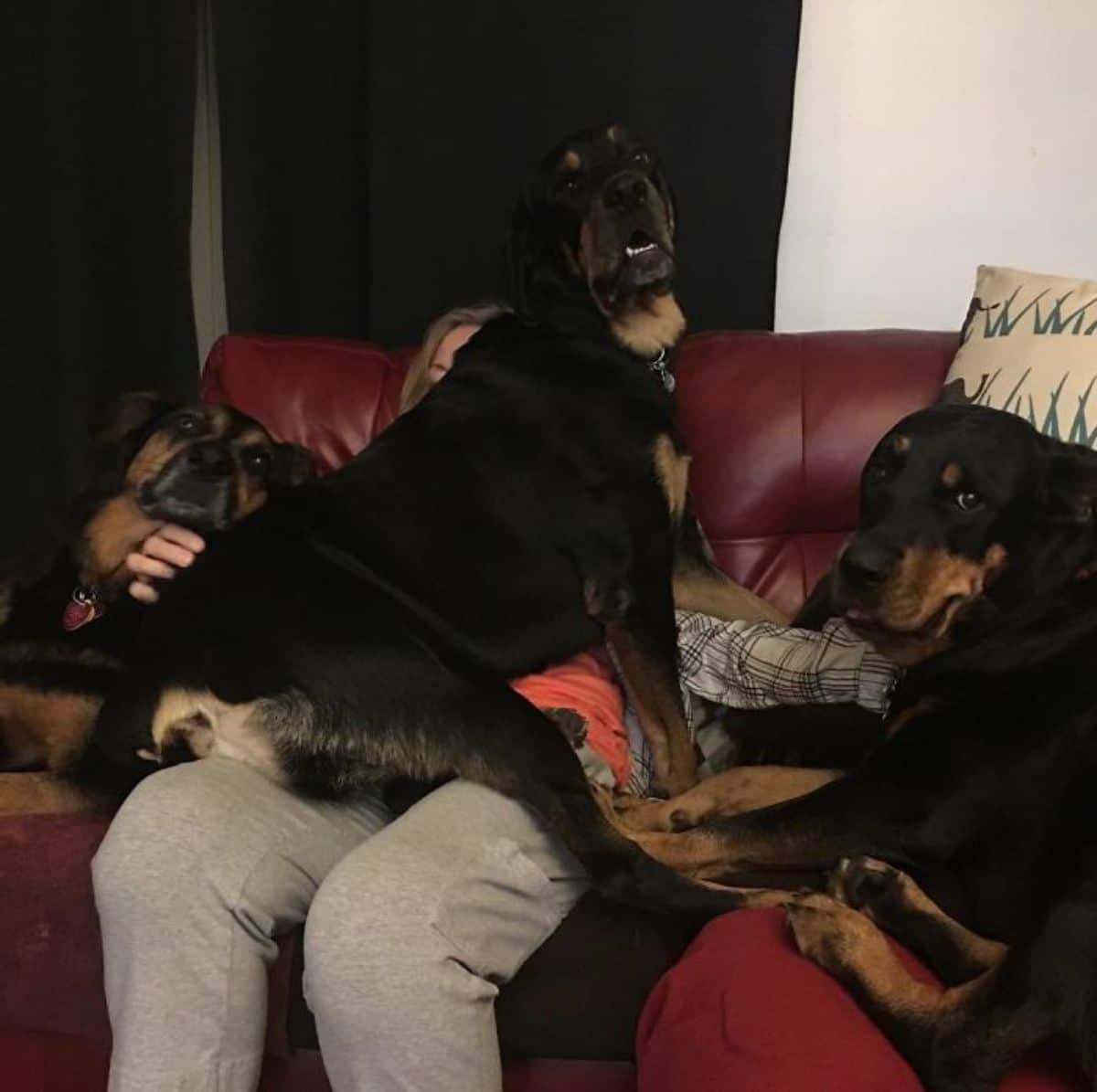 black and brown dog sitting on a woman's lap with 2 more black and brown dogs sitting on either side