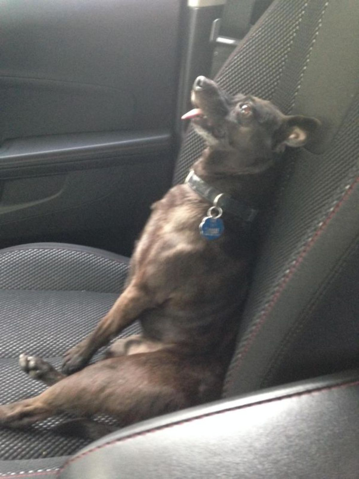 black and brown dog sitting up leaning back against a car seat with the tongue sticking out