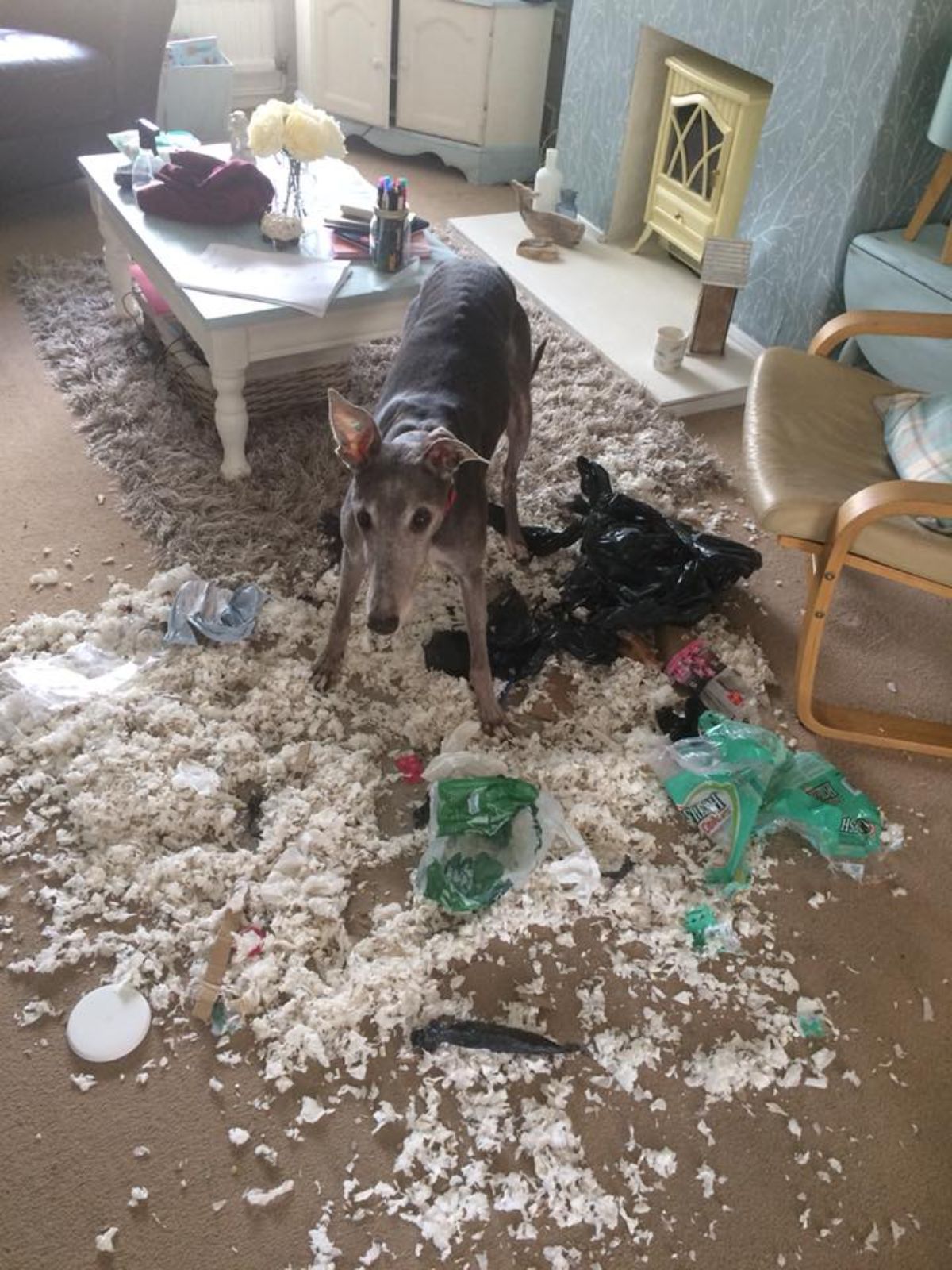 black and brown dog standing amid stuffing from a cushion and trash