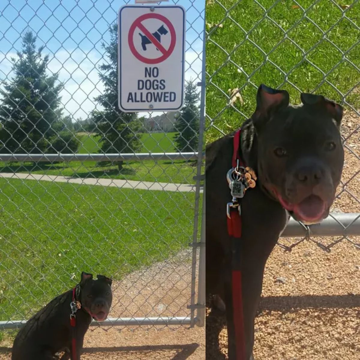 black and brown dog standing by a fence with a NO DOGS ALLOWED sign