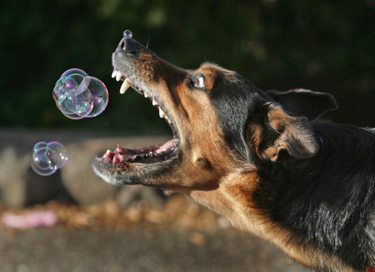 black and brown dog trying to bite some soap bubbles