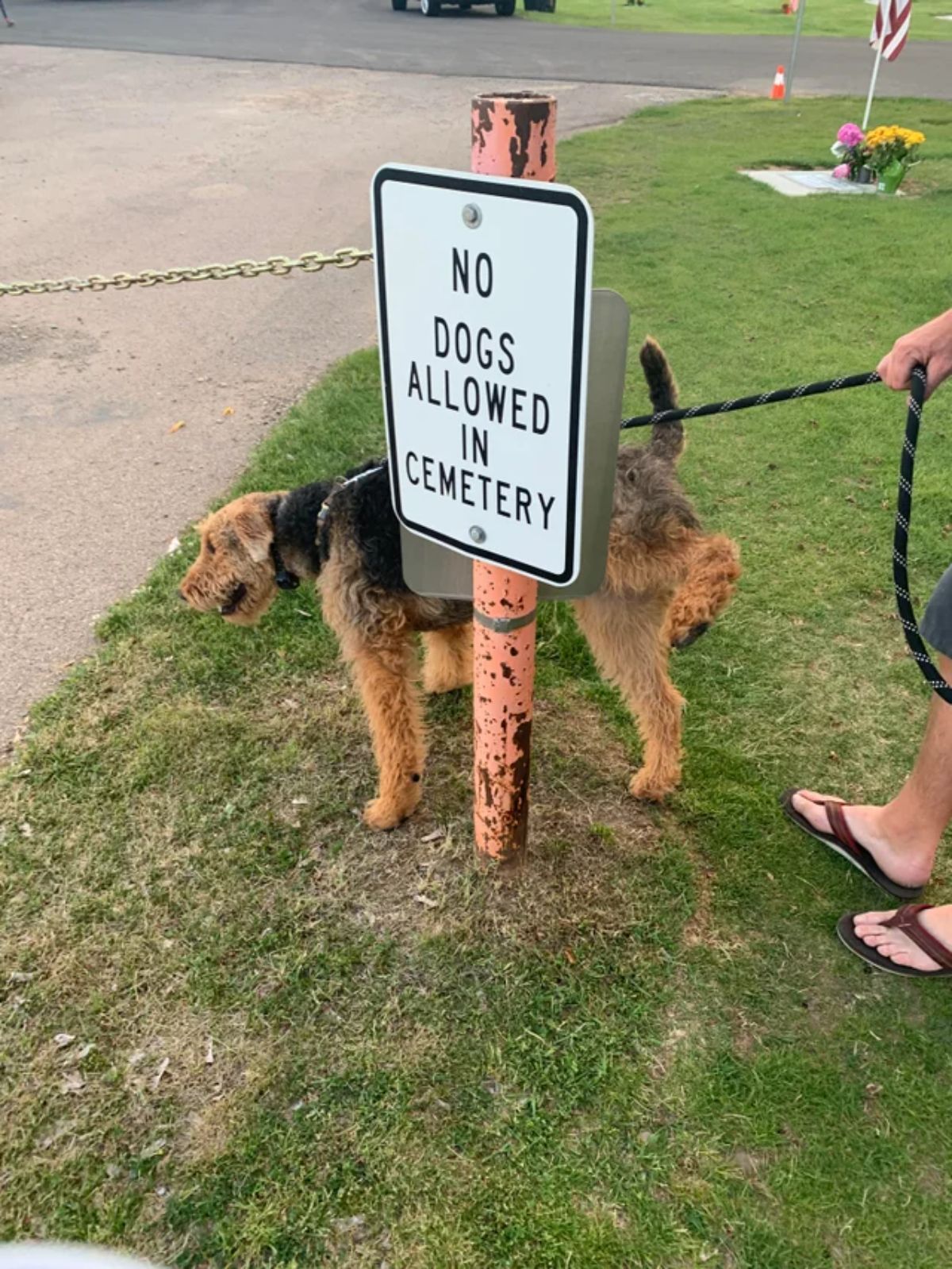 black and brown dog urinating on a NO DOGS ALLOWED IN CEMETERY sign