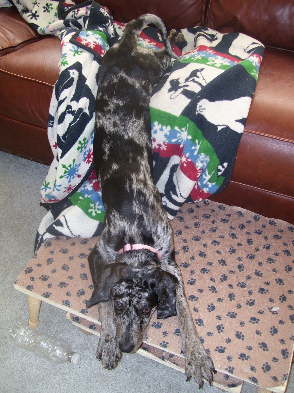 black and brown dog with the back half on a colourful blanket on a brown sofa and the front half on a short table