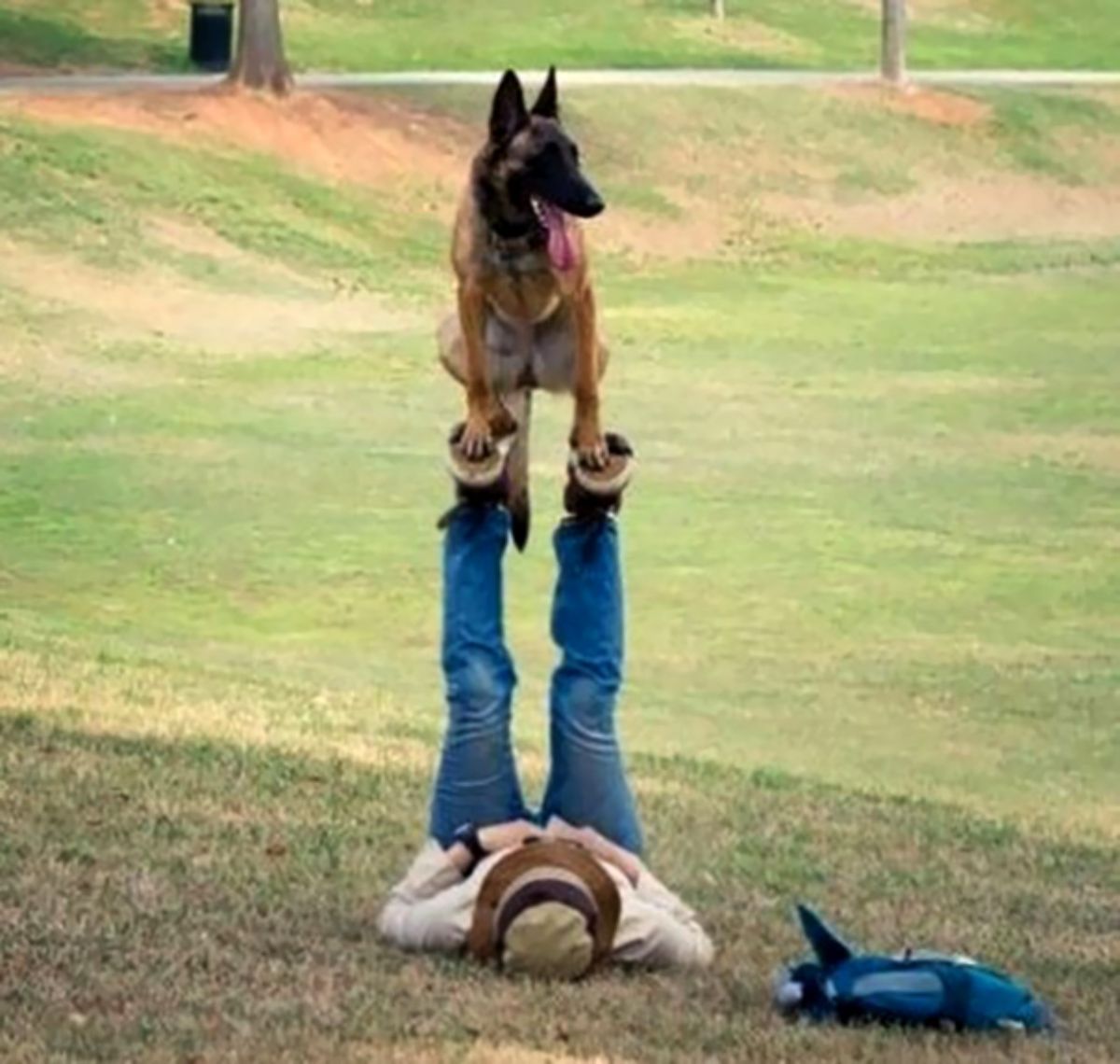 black and brown german shepherd balancing on someone feet with the person laying down on grass and stretching the legs out