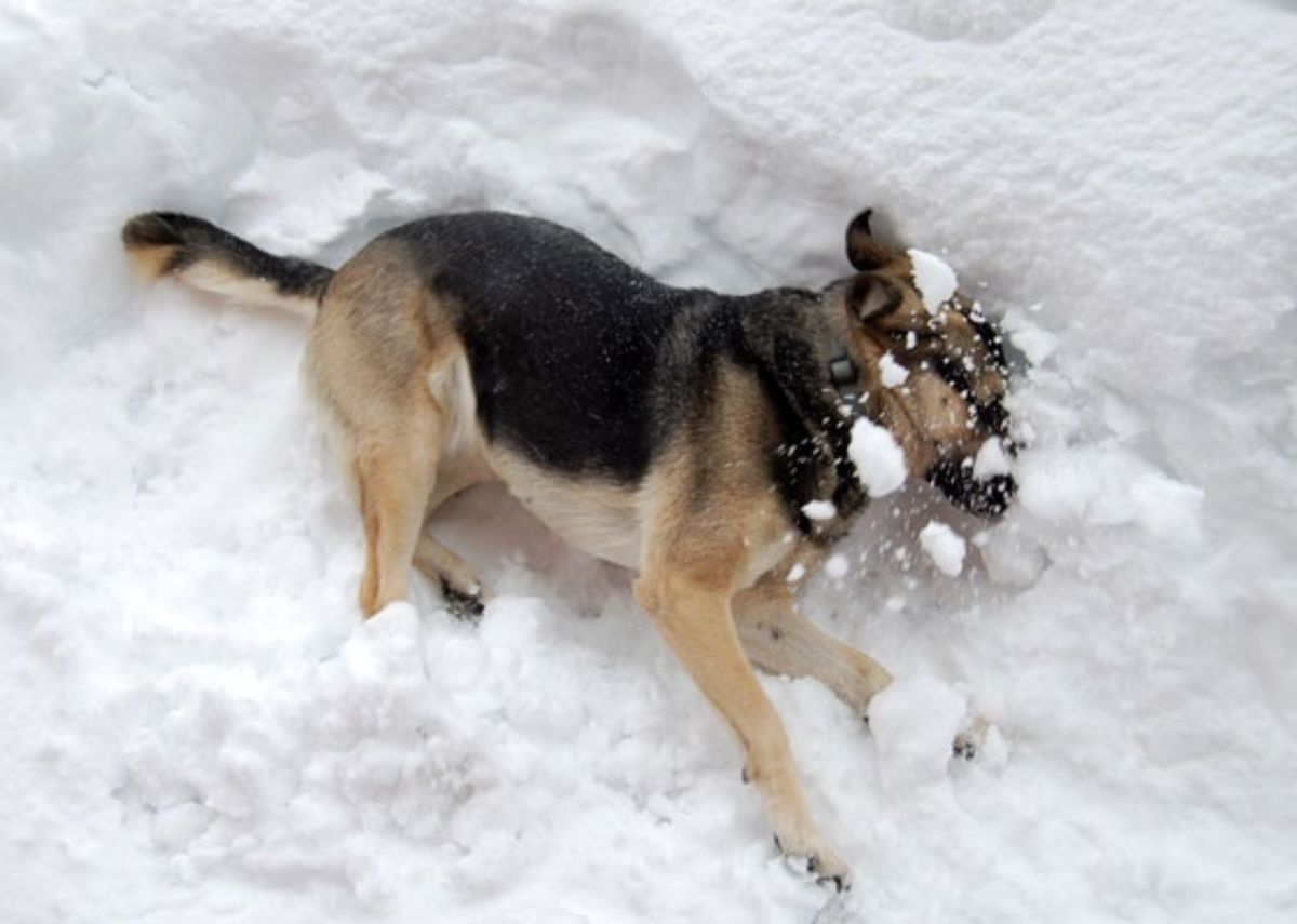black and brown german shepherd laying sideways on snow and covered in snow