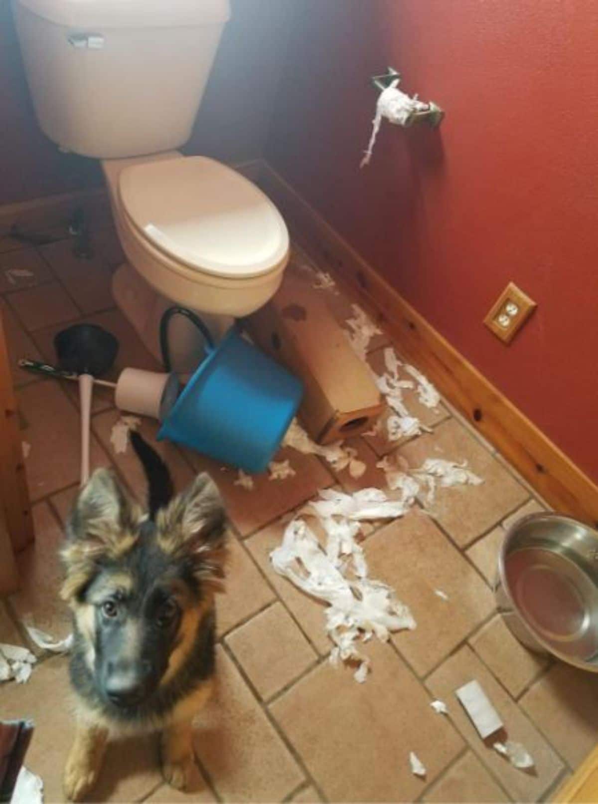 black and brown german shepherd sittign in a bathroom with ripped up toilet paper