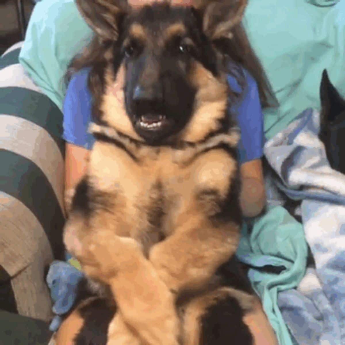 black and brown german shepherd sitting belly up on a girl's lap