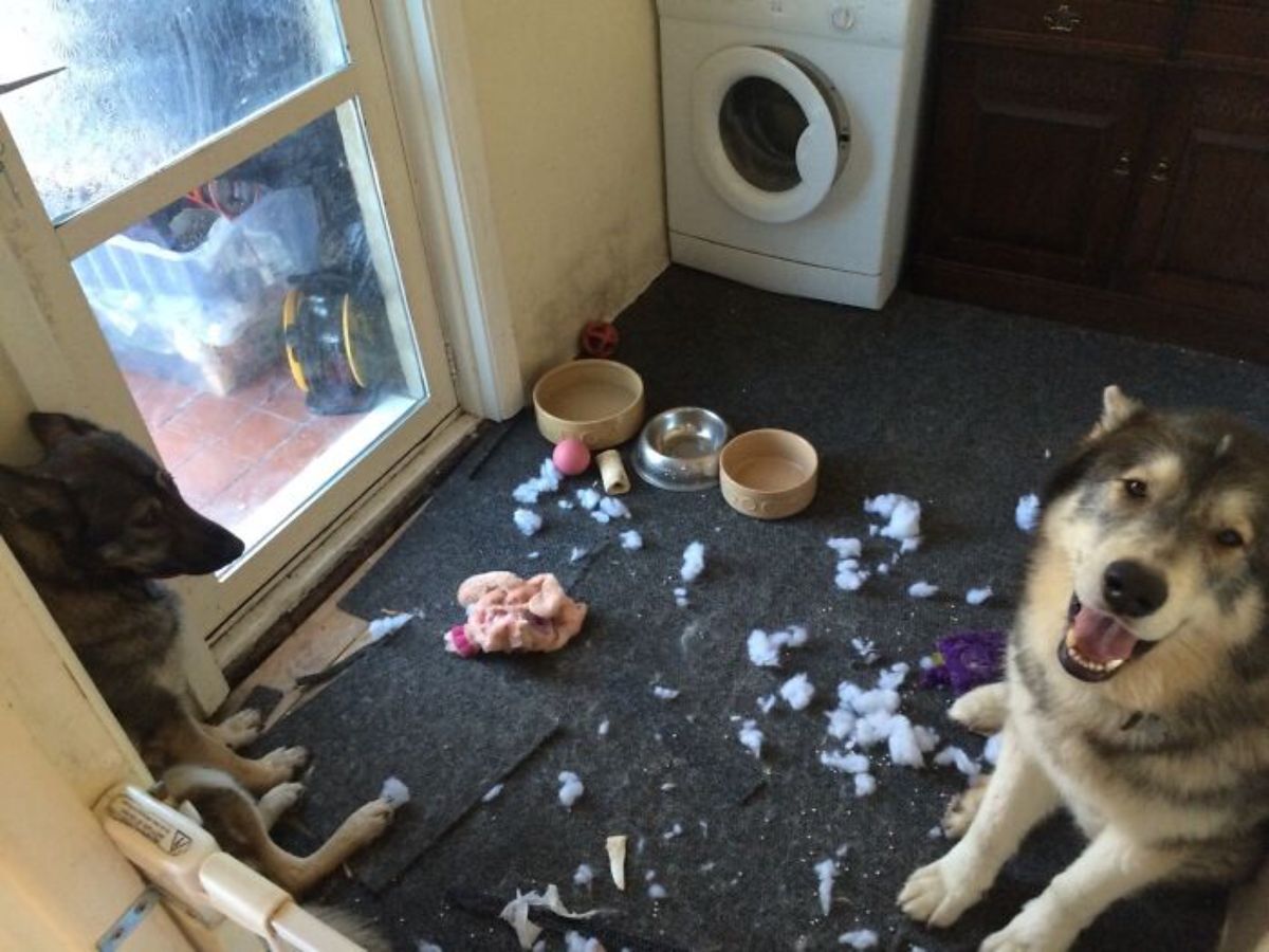 black and brown german shepherd sitting in a corner with a ripped up toy next to a black and white malamute