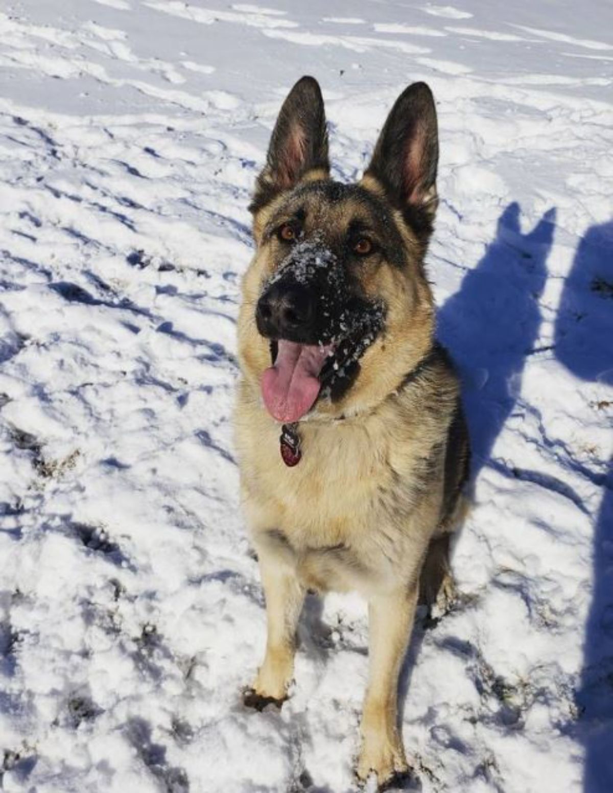 black and brown german shepherd sitting in snow with snow on its face