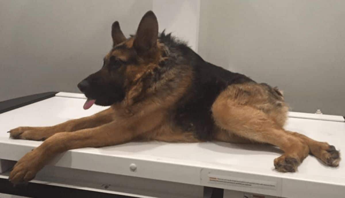 black and brown german shepherd with a shortened spine with a short body laying on a white table