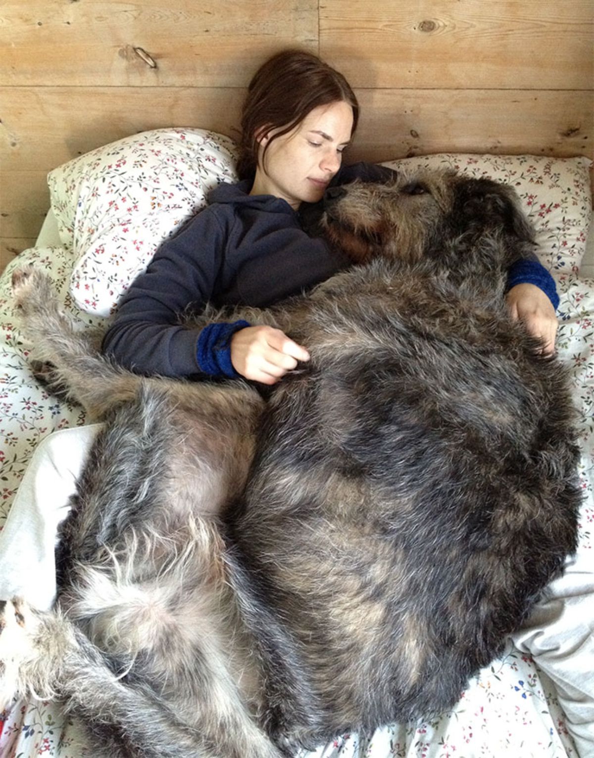 black and brown irish wolfhound laying on a bed being cuddled by a woman