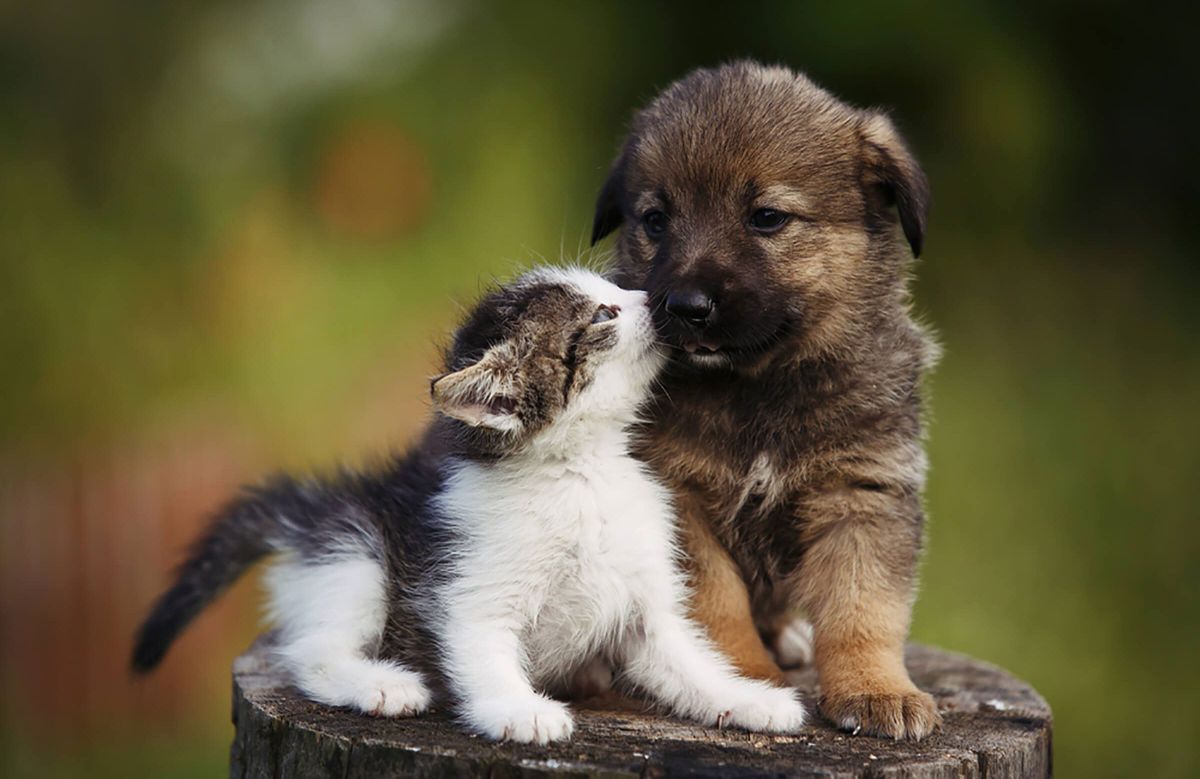 black and brown puppy being licked by a grey and white tabby kitten on a tree stump