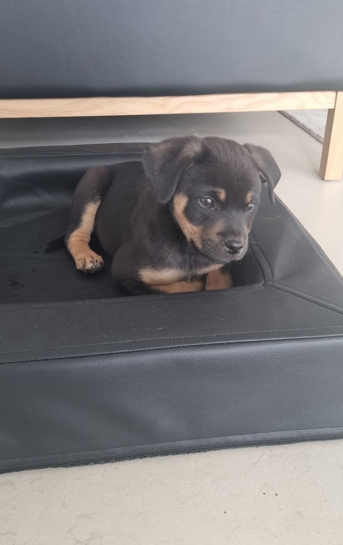 black and brown puppy laying on a black leather surface