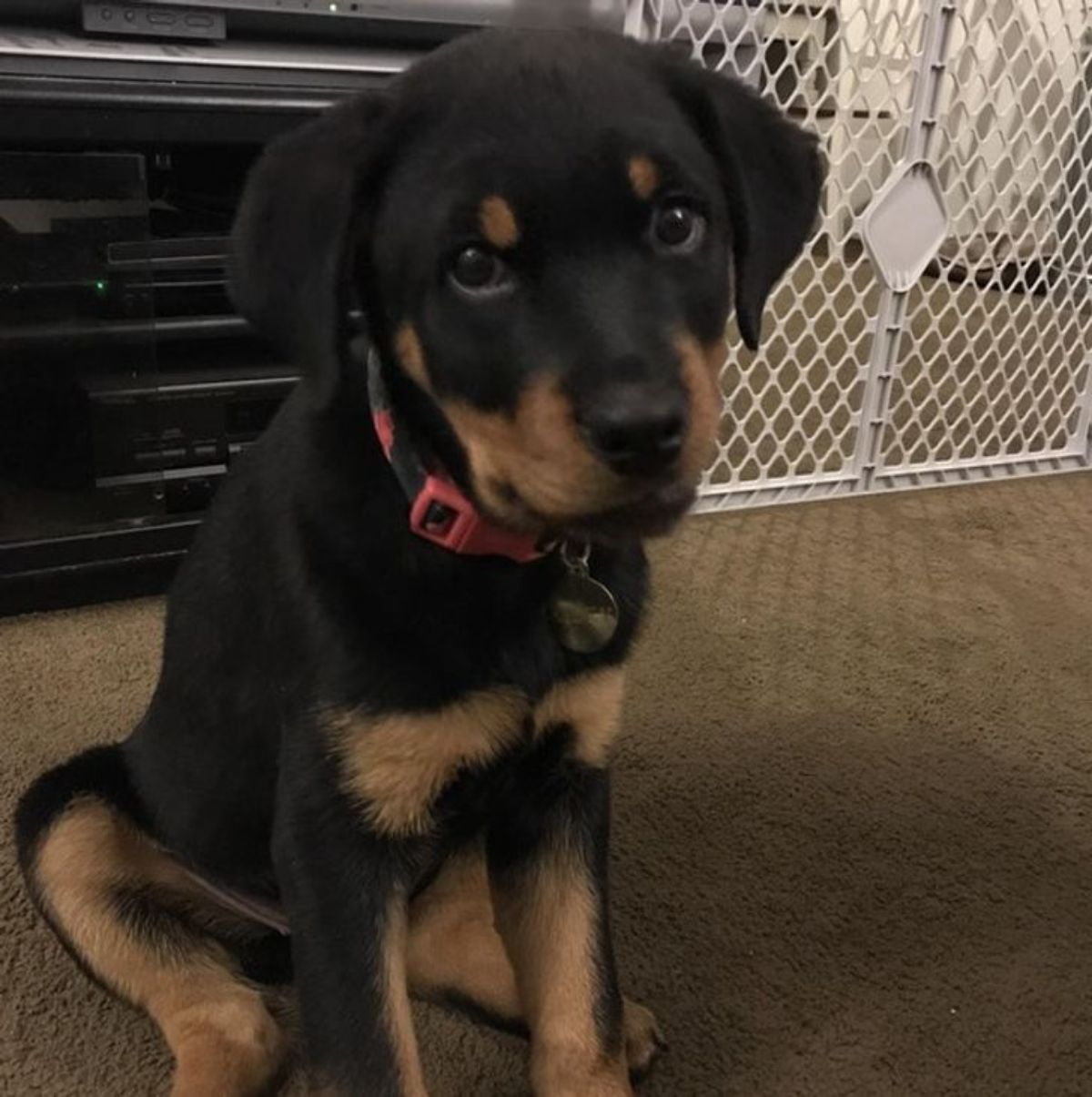 black and brown puppy sitting on brown carpet