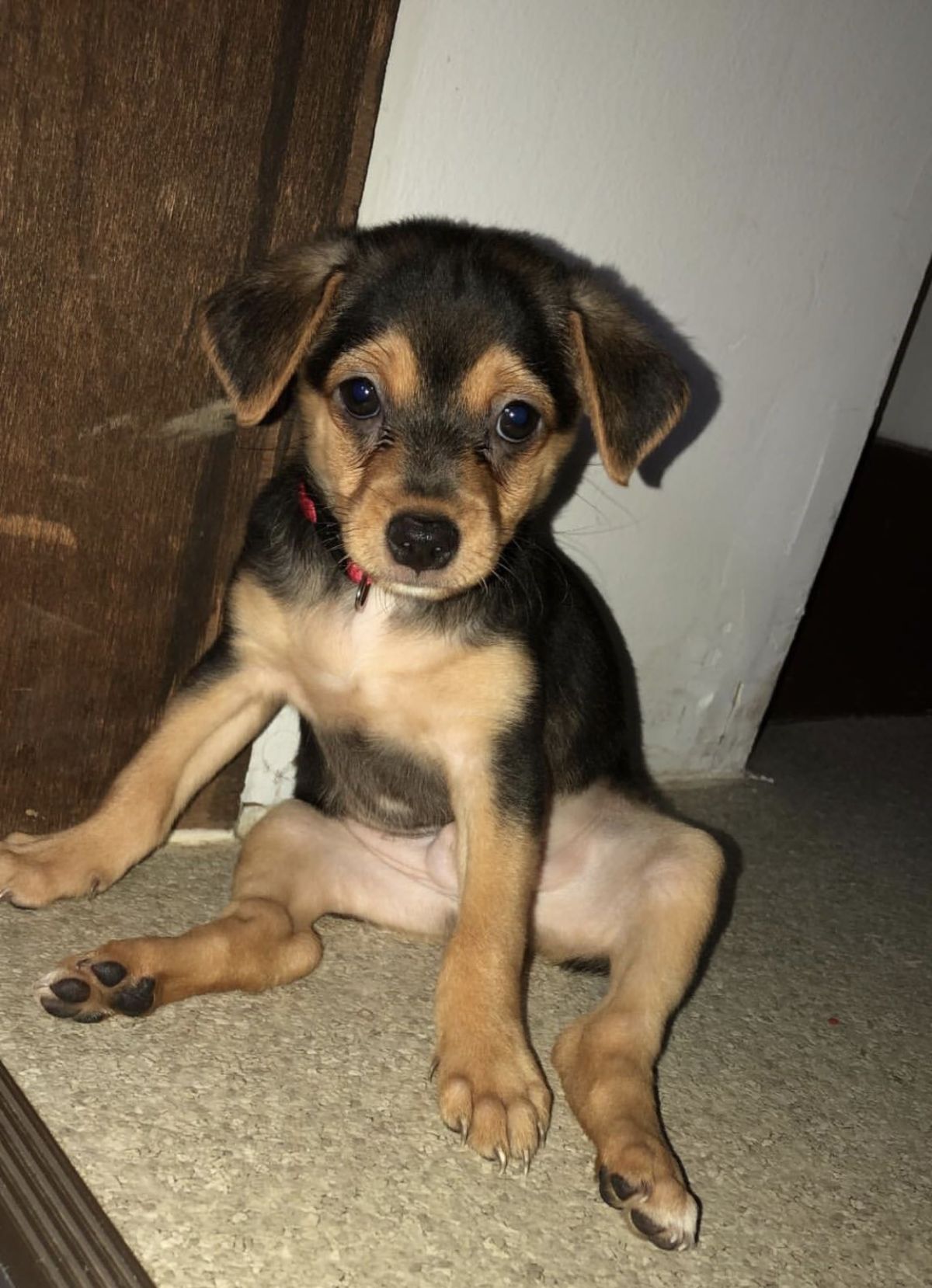 black and brown puppy sitting on leaning against a white wall with the back legs spread