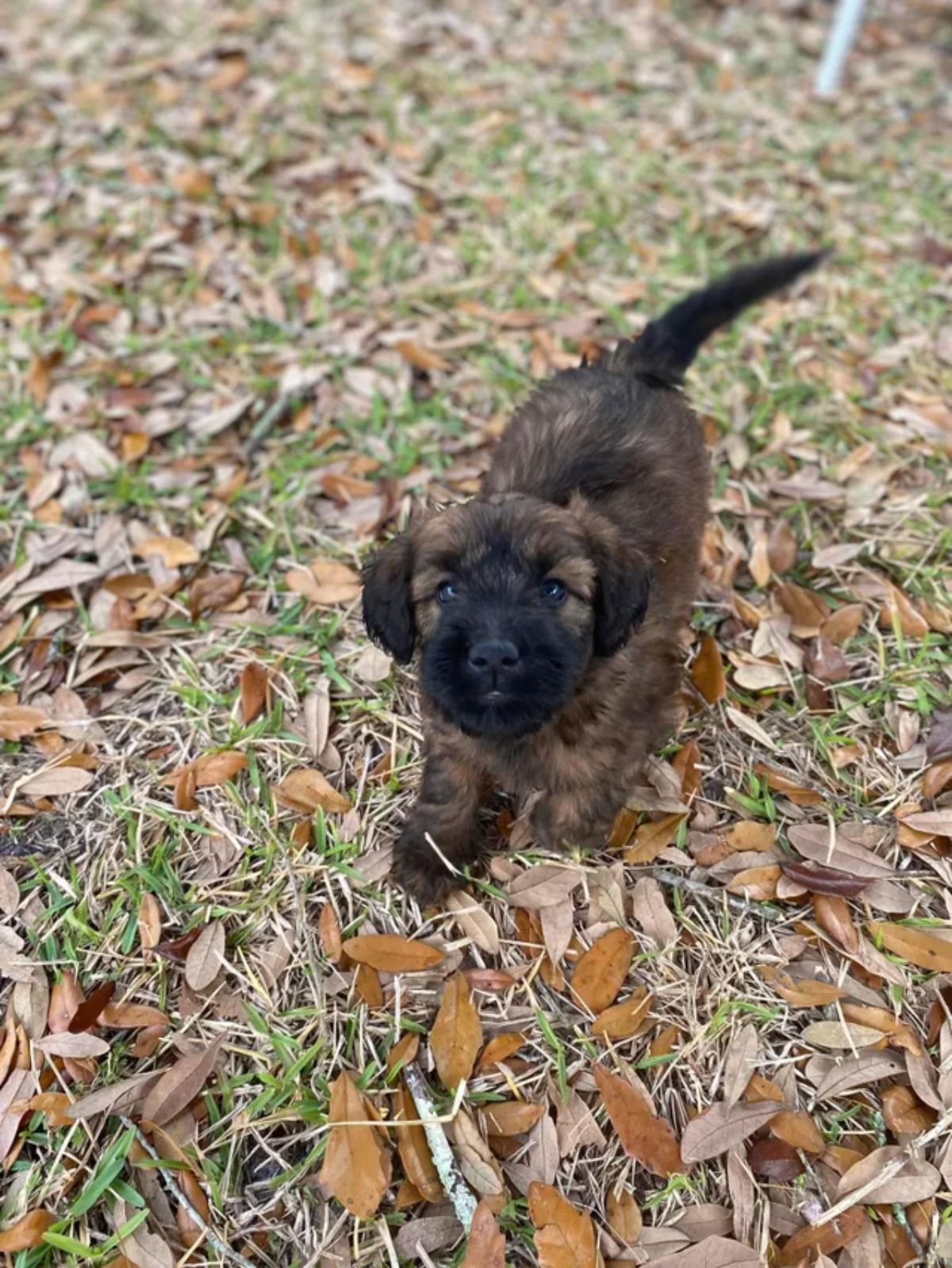 black and brown puppy standing on grass and brown leaves
