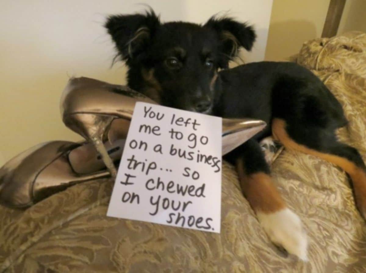 black and brown puppy with white paws laying with gold heels chewed them because it was left behind on a trip