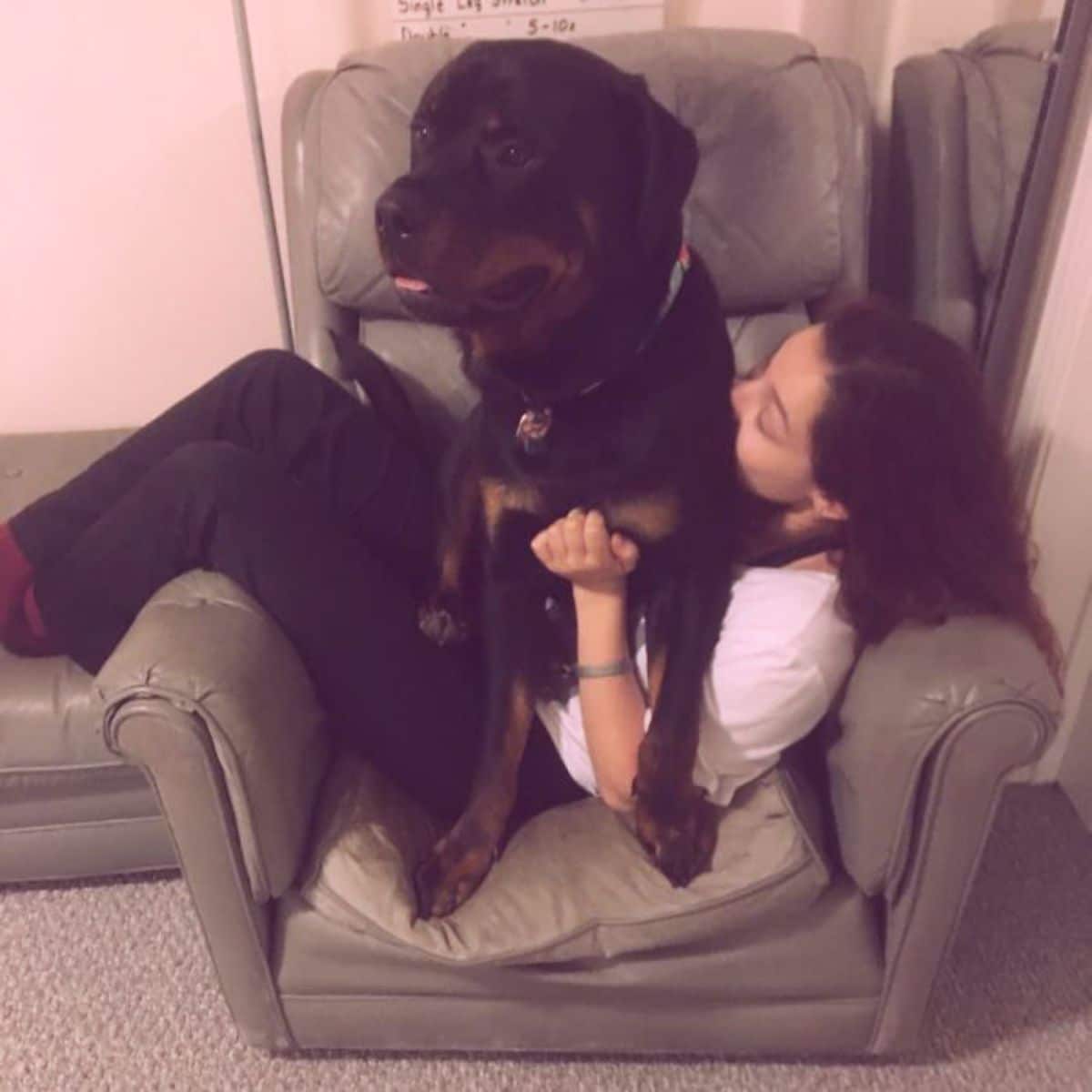 black and brown rottweiler sitting on a woman's lap and being kissed by her