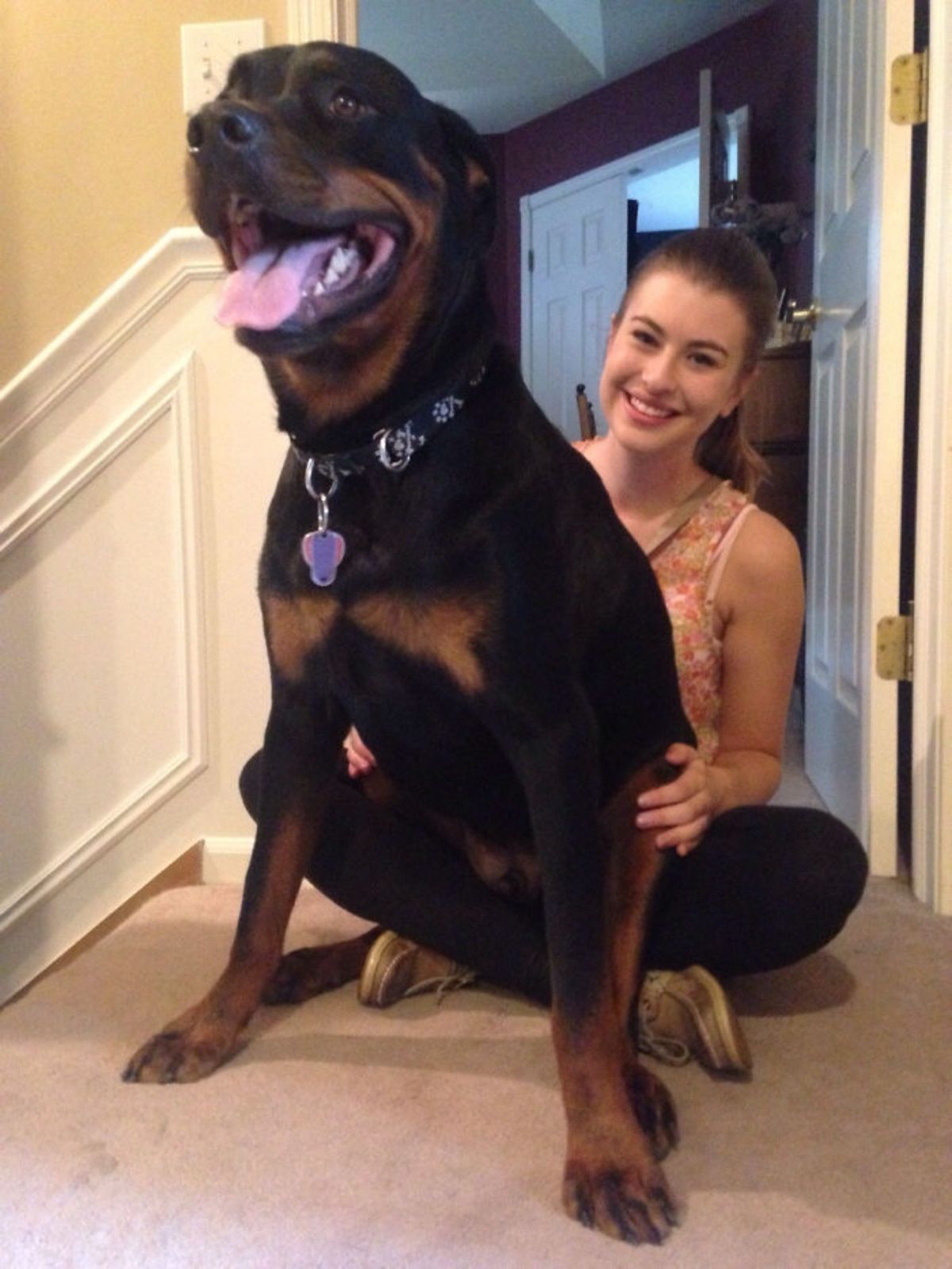 black and brown rottweiler sitting on a woman's lap and the front legs are on the floor