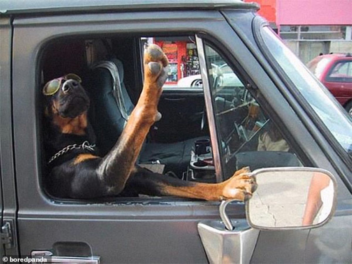black and brown rottweiler wearing sunglasses sitting in a passenger seat in a black vehicle