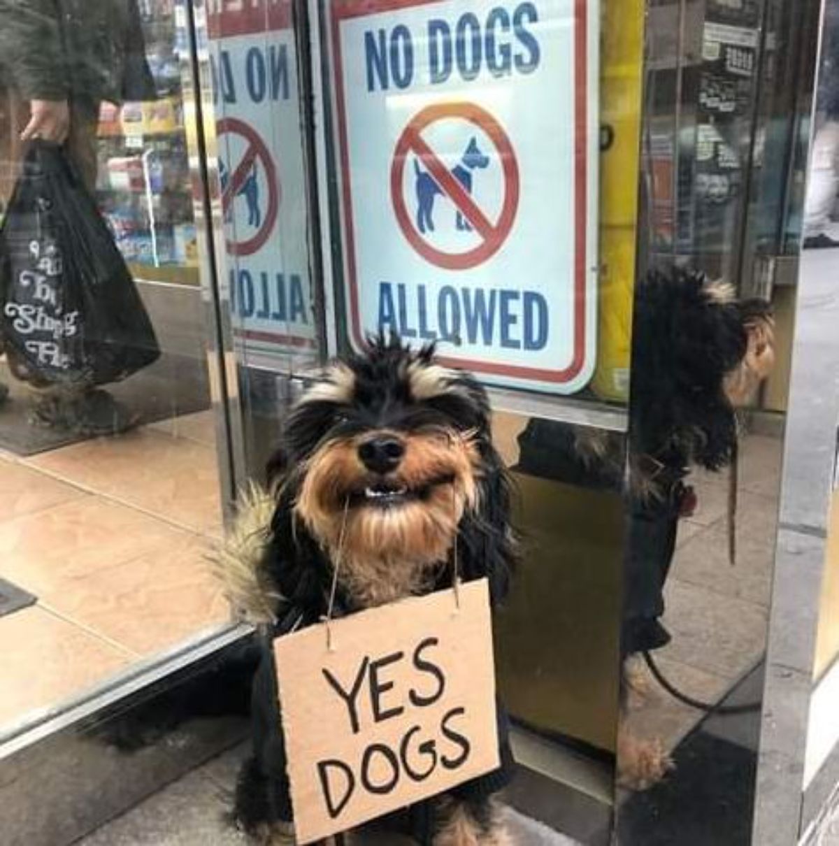 black and brown yorkshire terrier holding a YES DOGS sign in its mouth standing in front of a NO DOGS ALLOWED sign