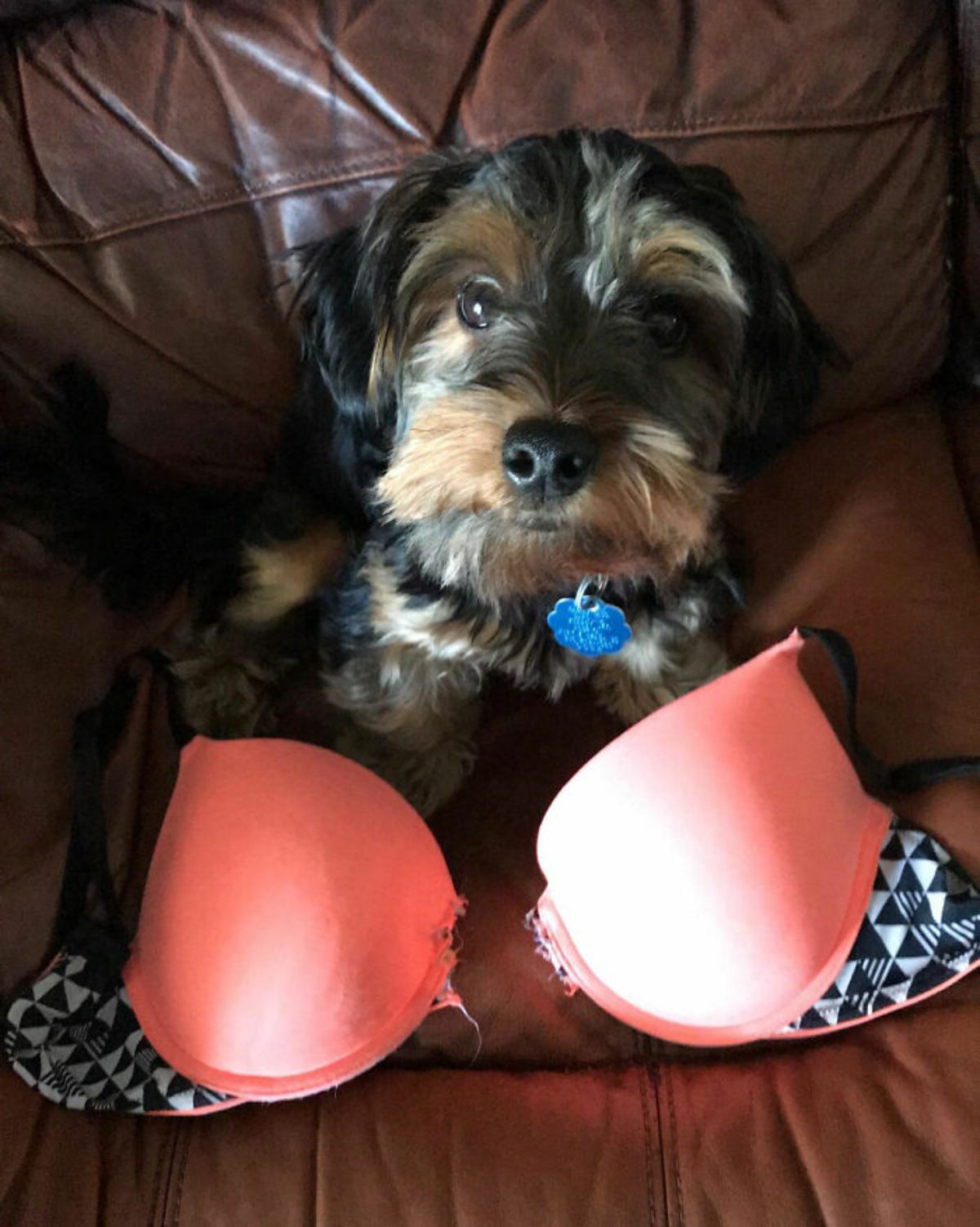 black and brown yorkshire terrier with a ripped up bra in front of it