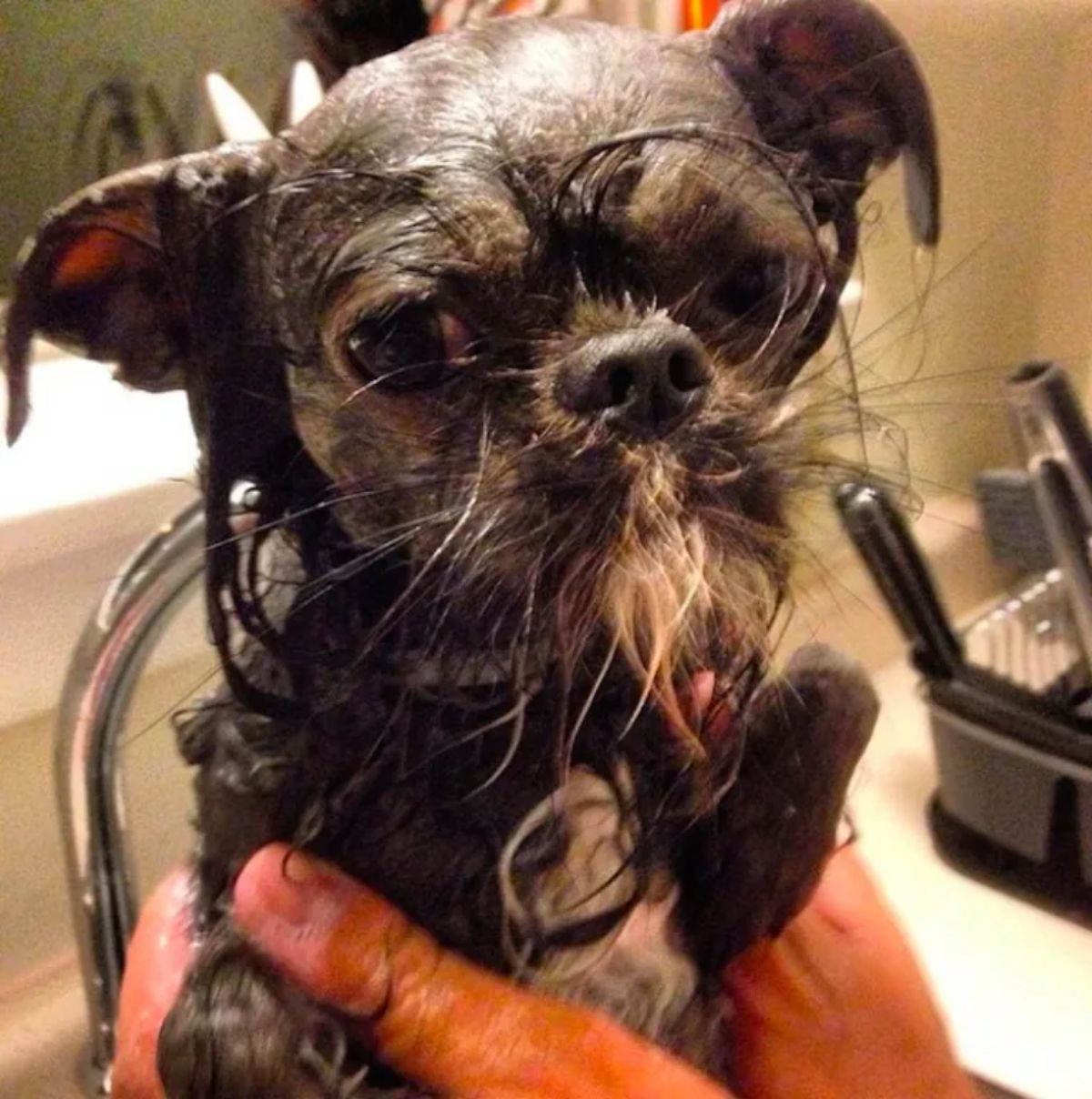 black and white Brussels Griffon and Shih Tzu mix dog getting bathed at a kitchen sink