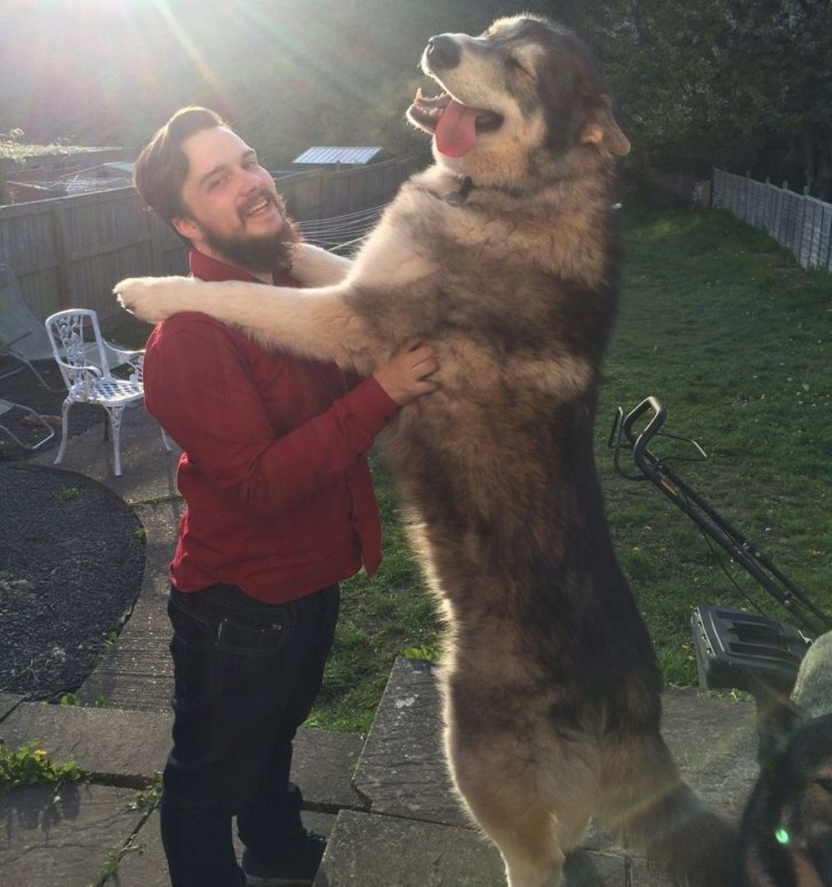 black and white alaskan malamute standing on hind legs with the front paws on a man's shoulders