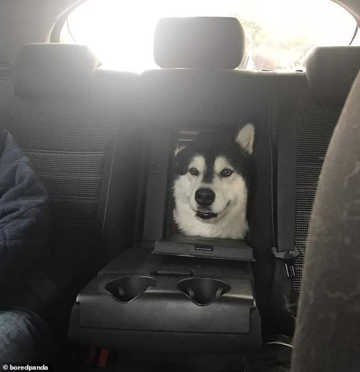 black and white alaskan malamute sticking head through a gap in the middle seat